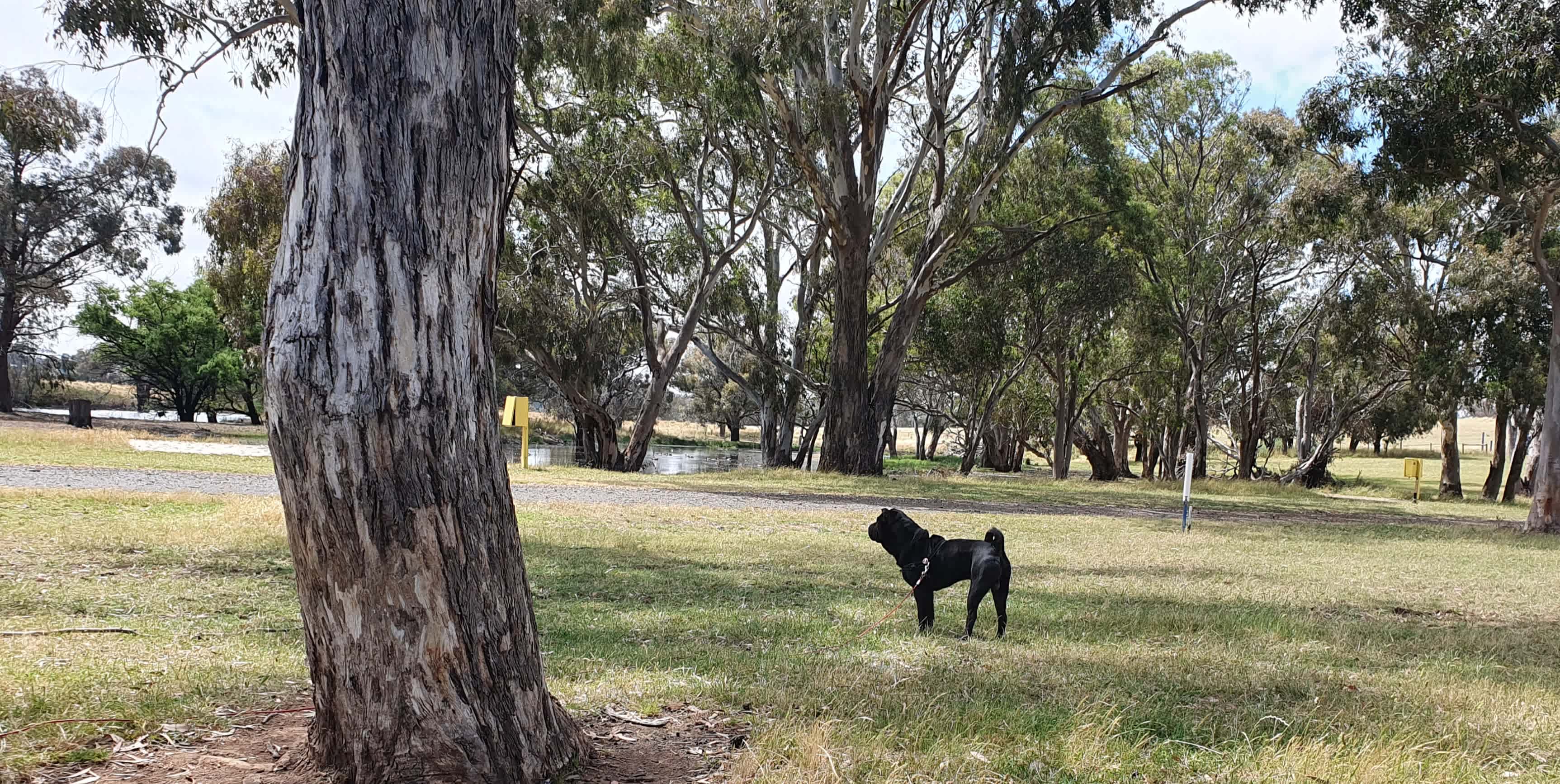 Dogs are ok but must be leashed.