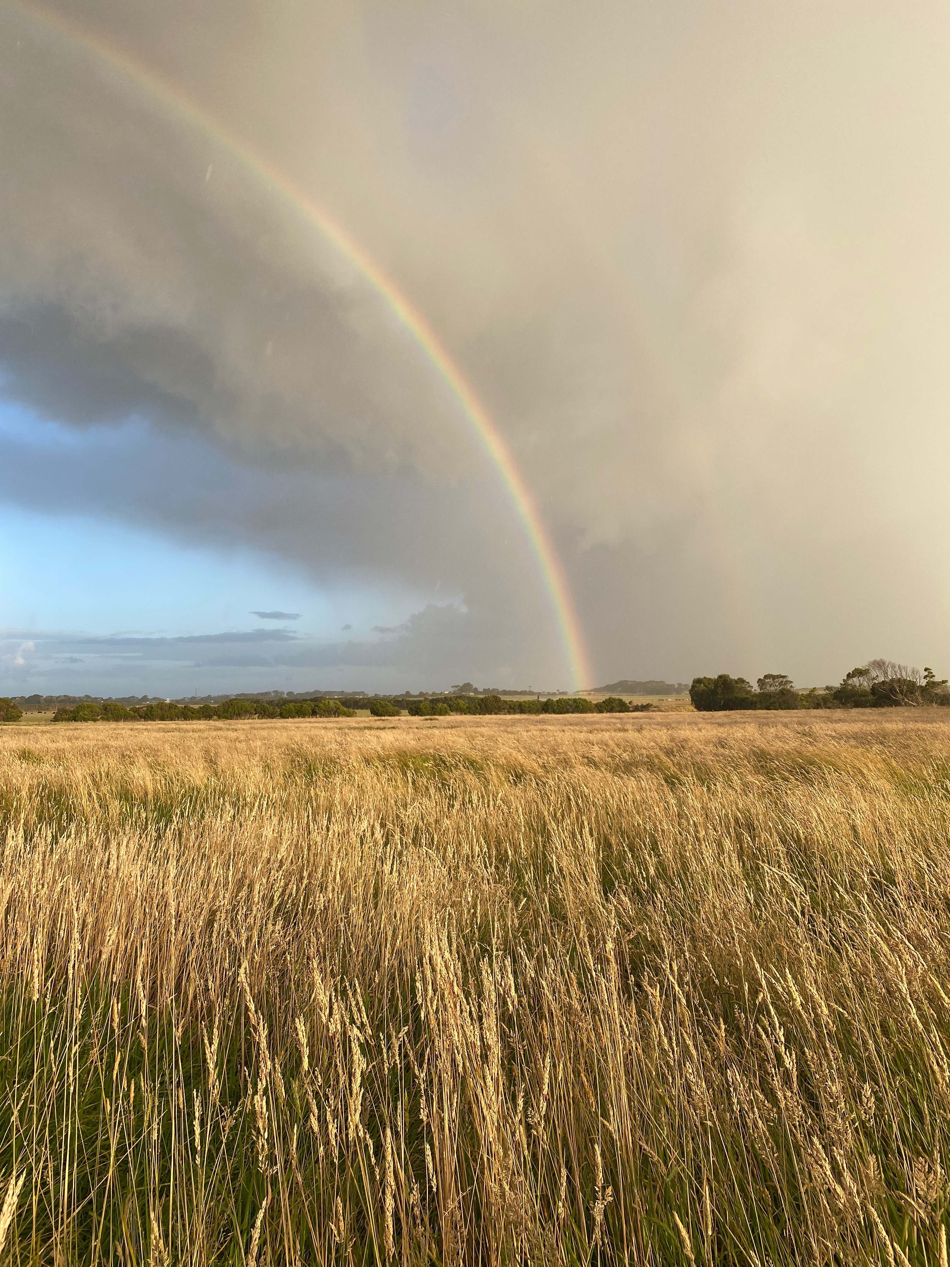 Field Phillip Island