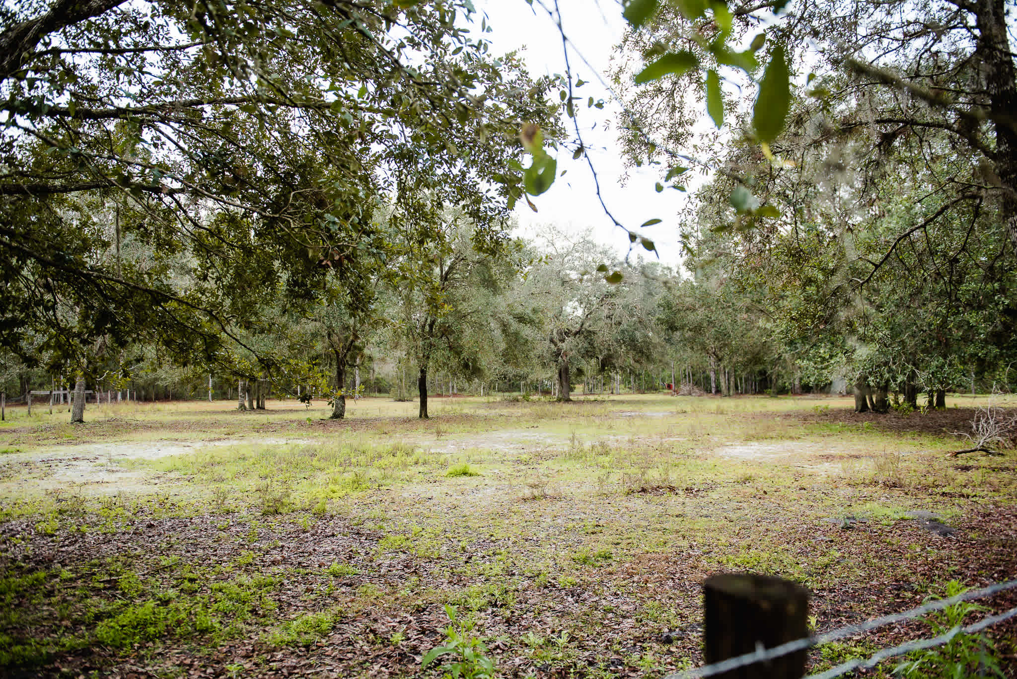 Area for horses to roam