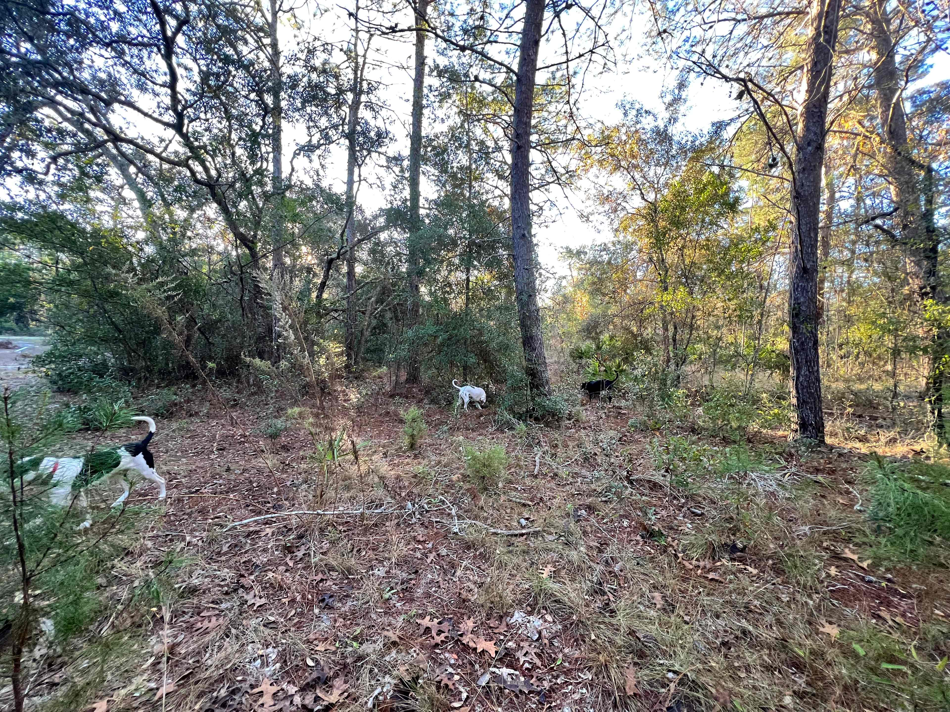 Live Oak RV site