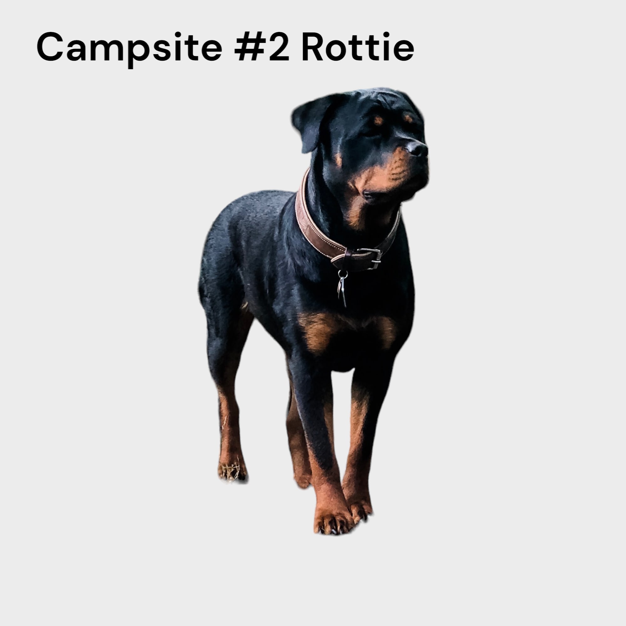 Campsite #2 Rottie