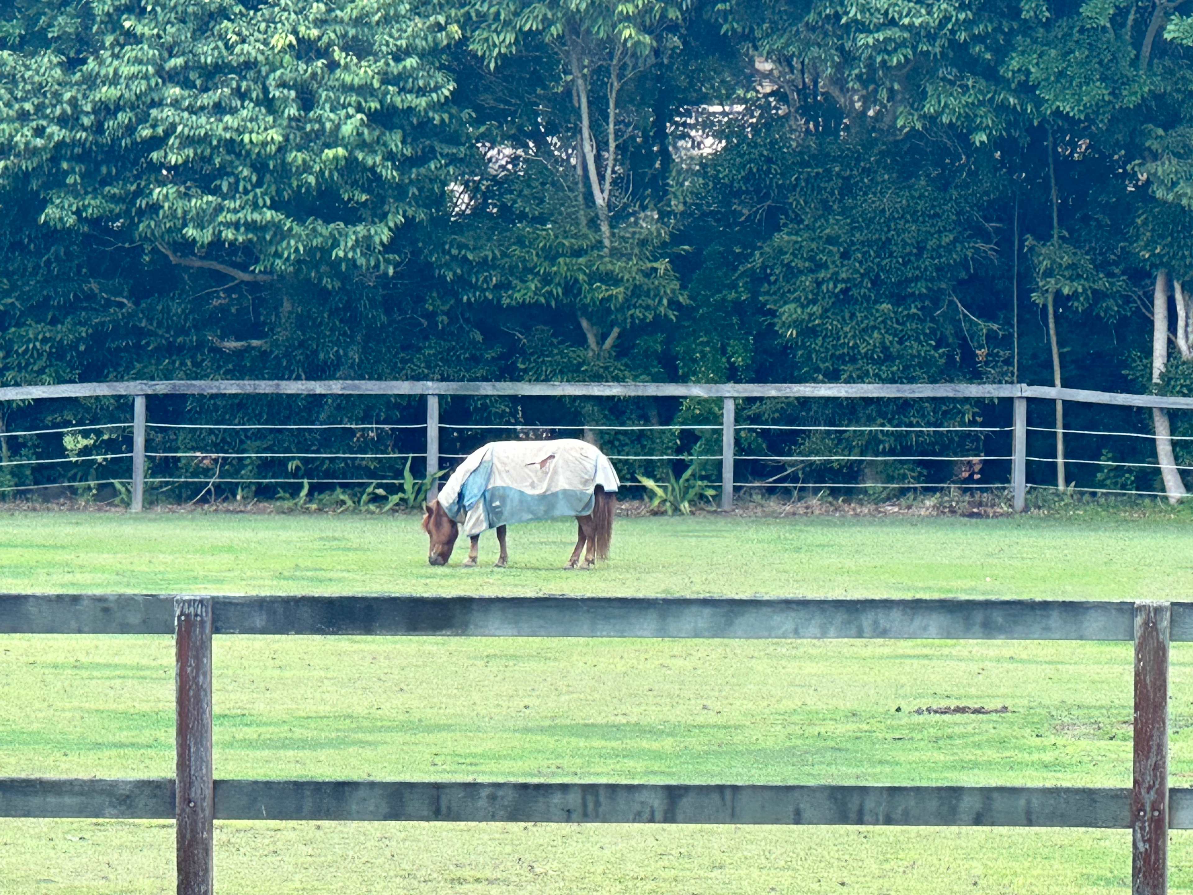 Pony