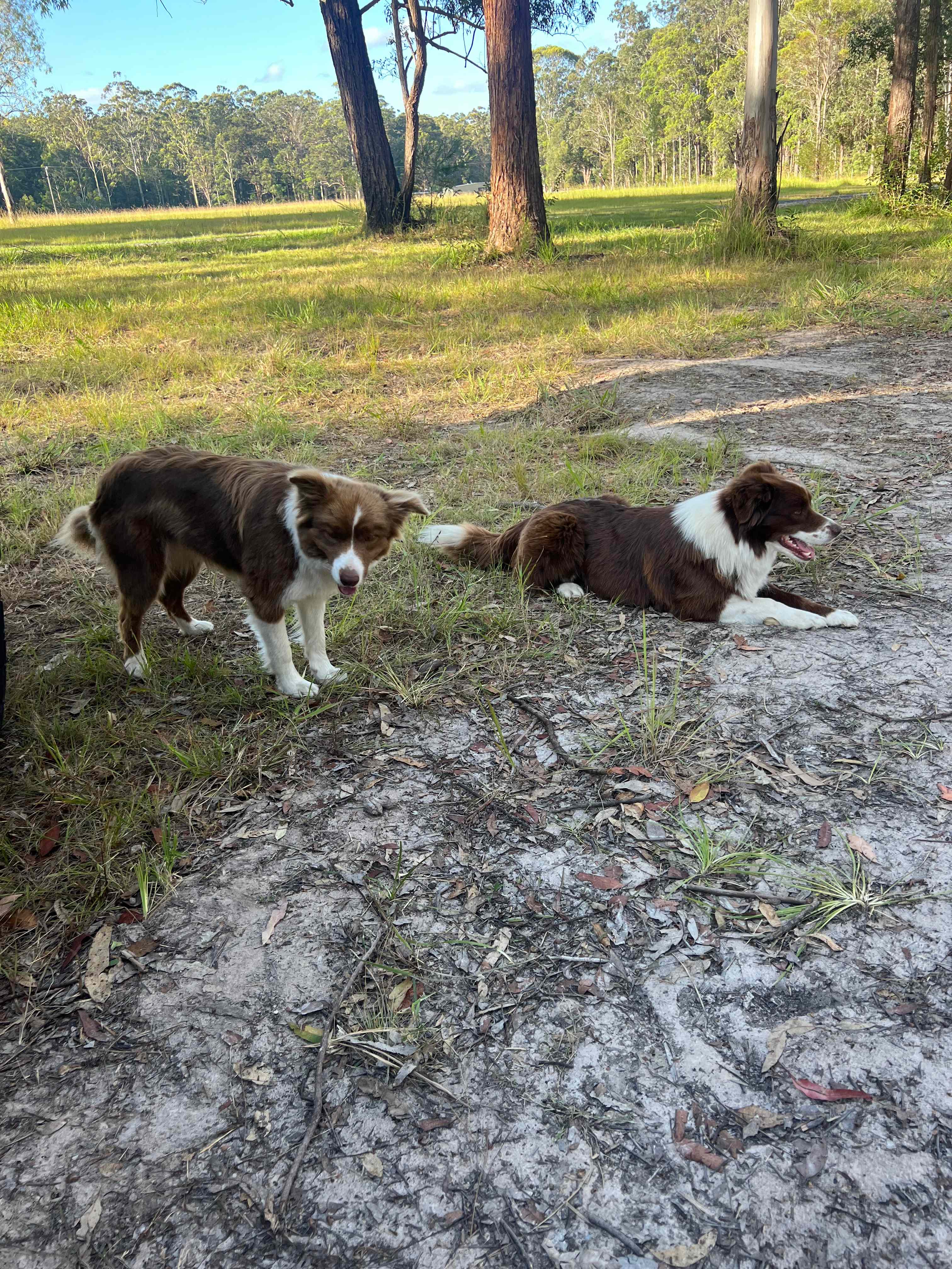 owners pets