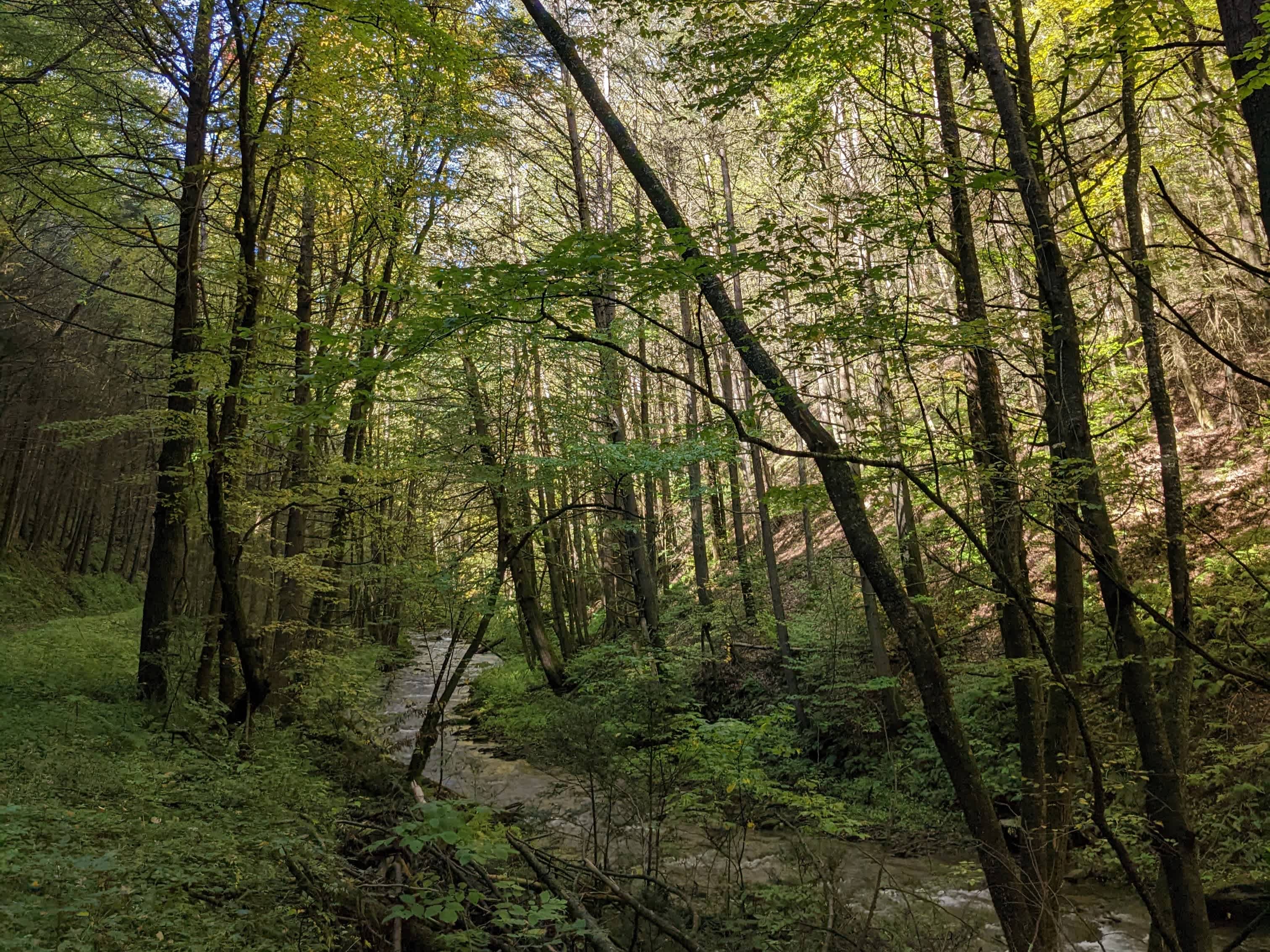 Trout Run Hike