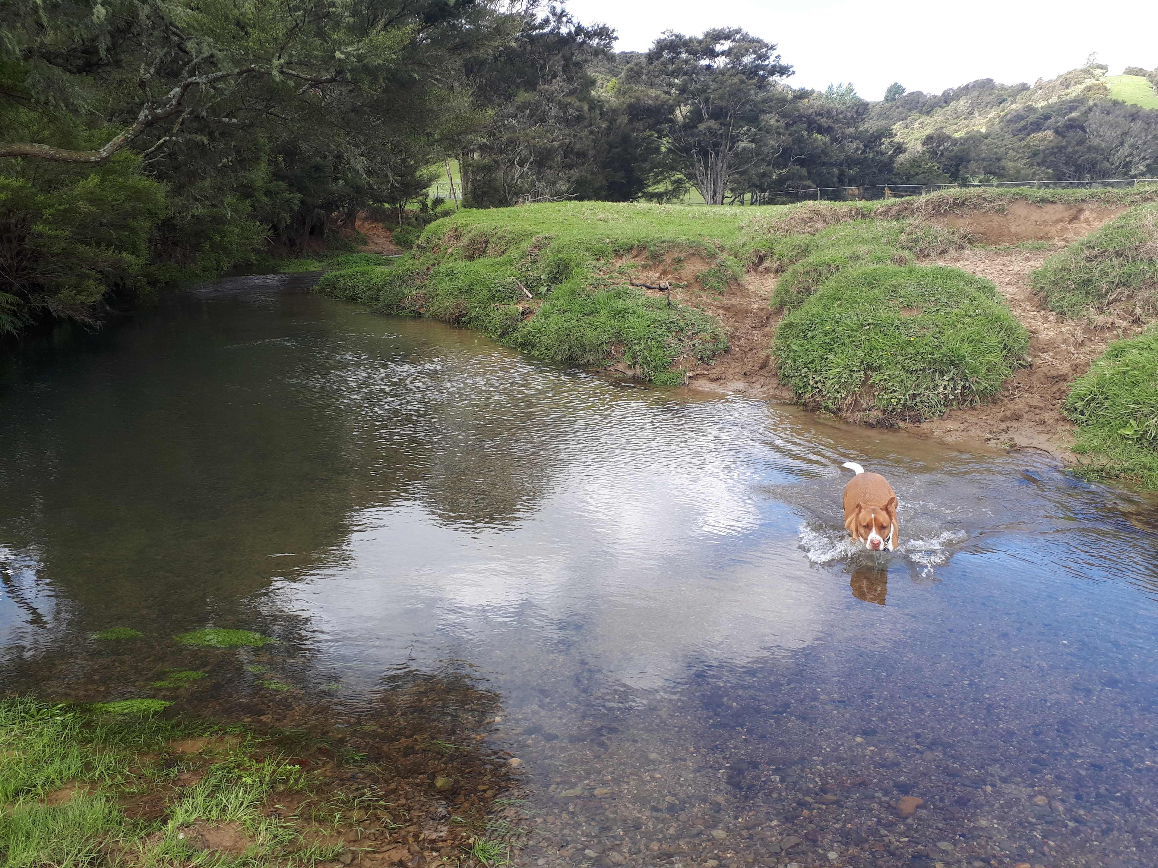 Wade in the clean fresh river or swim your dog