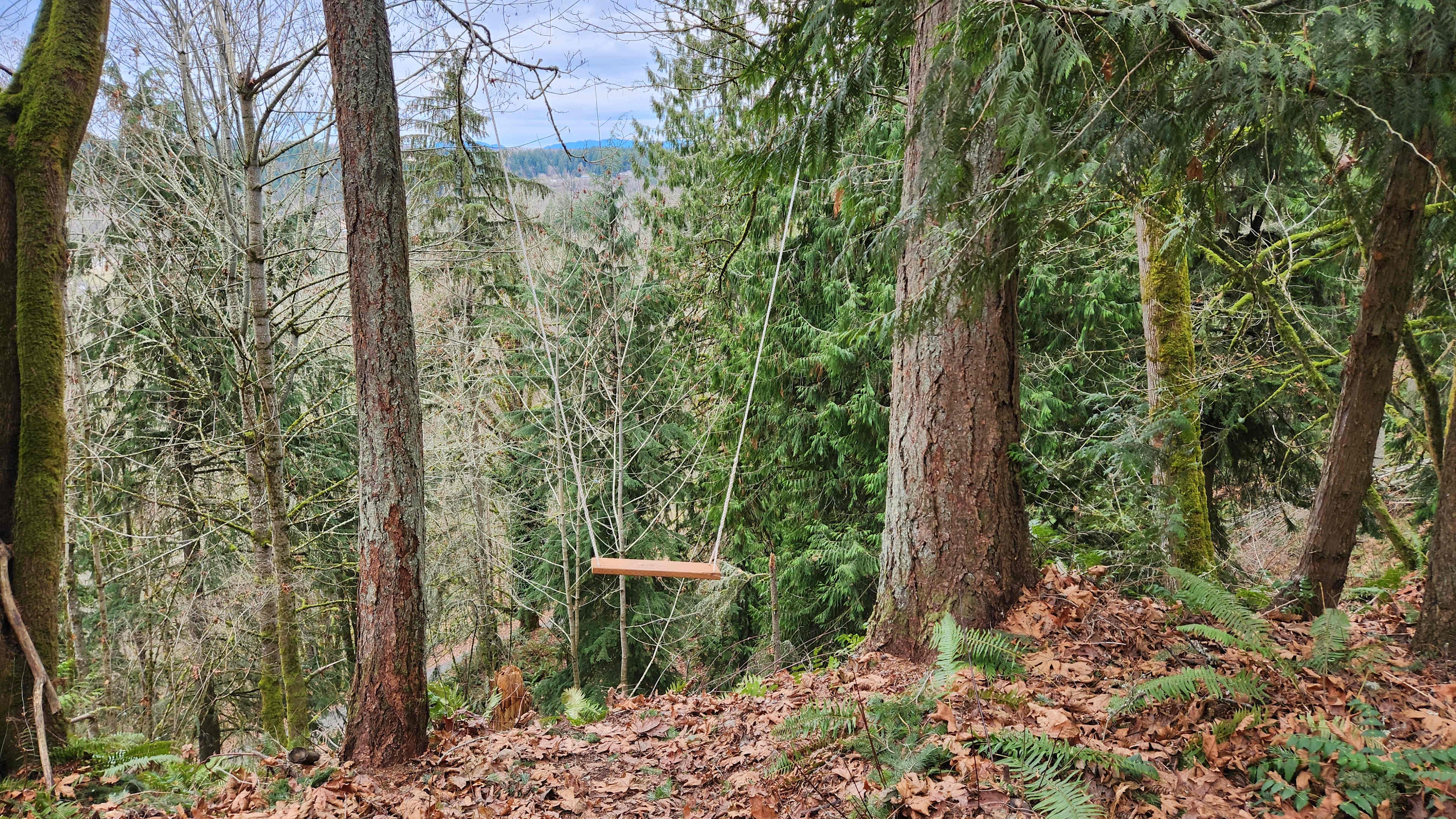 Wildfern Grove