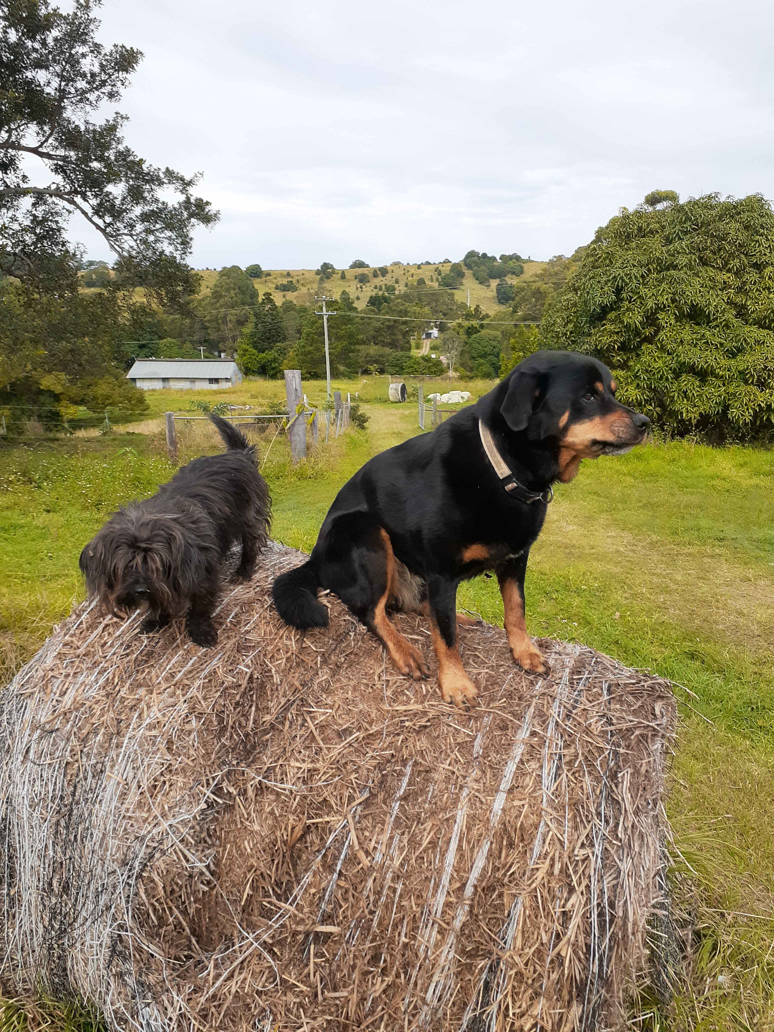 The boys, Bean and Rocket