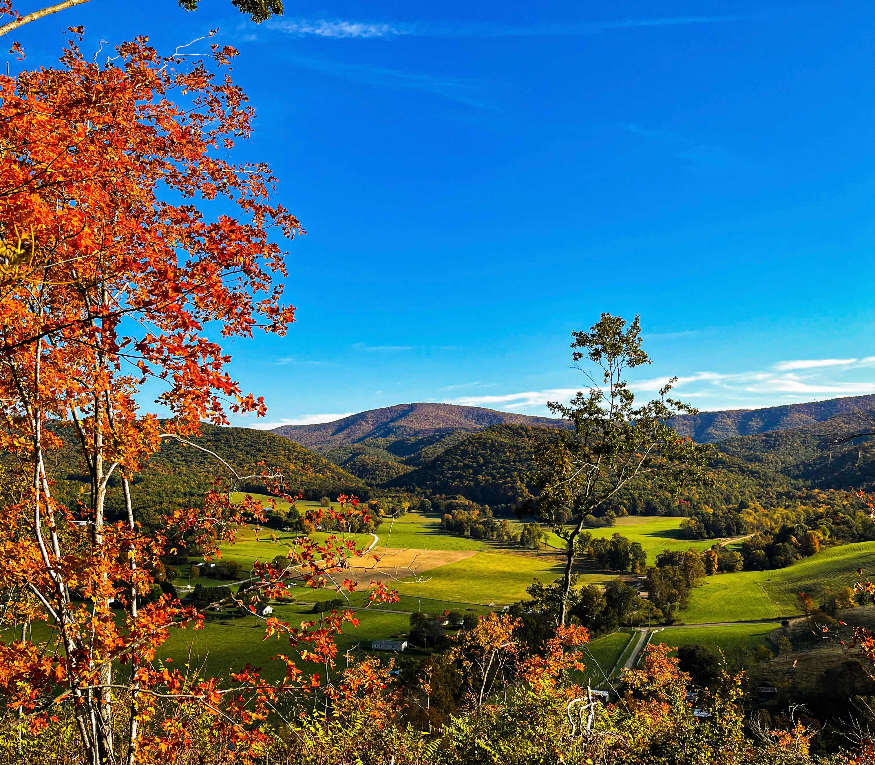 Blue Ridge Berries