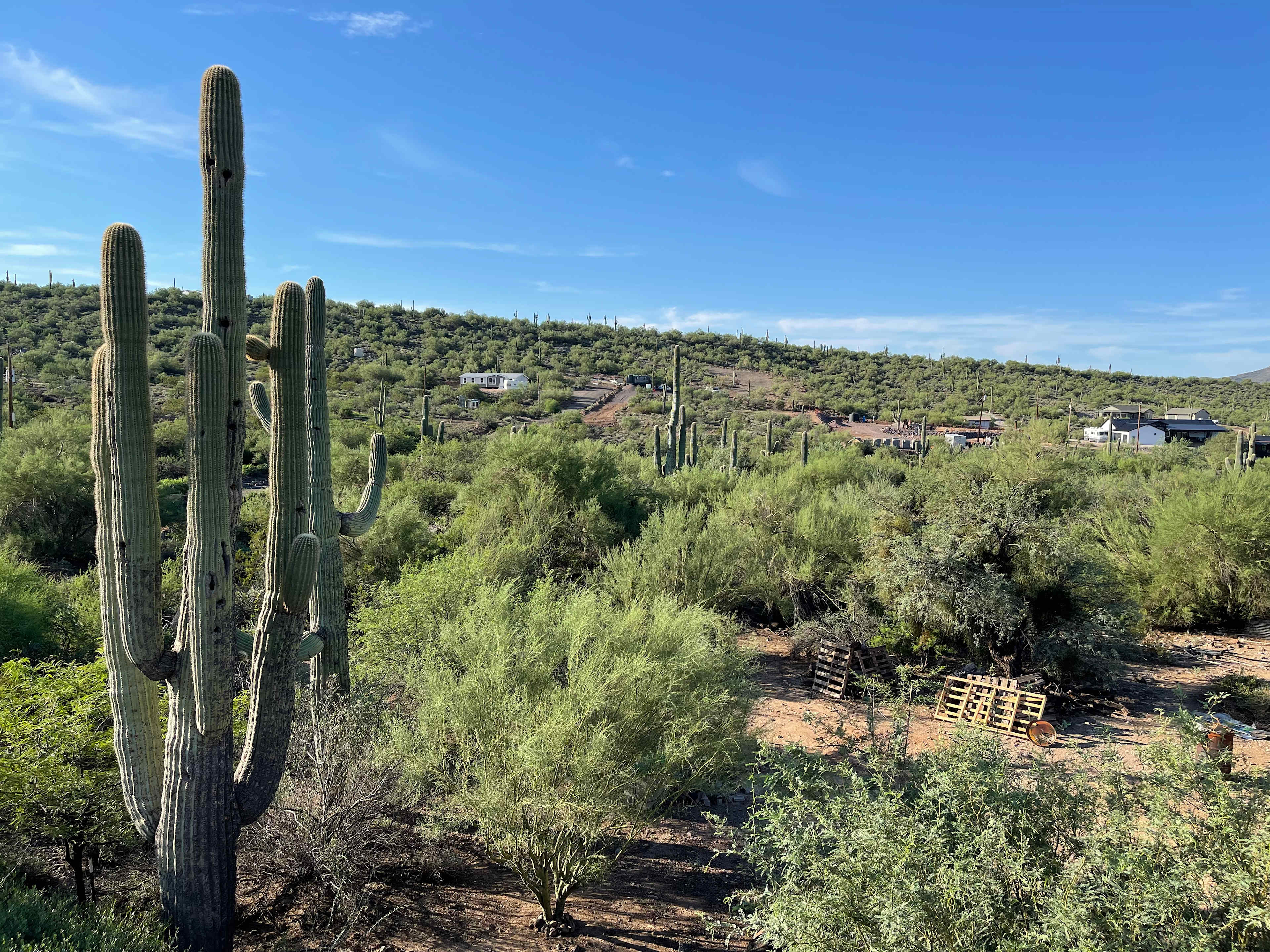 Saguaro Forrest @ Dragonfly Ranch