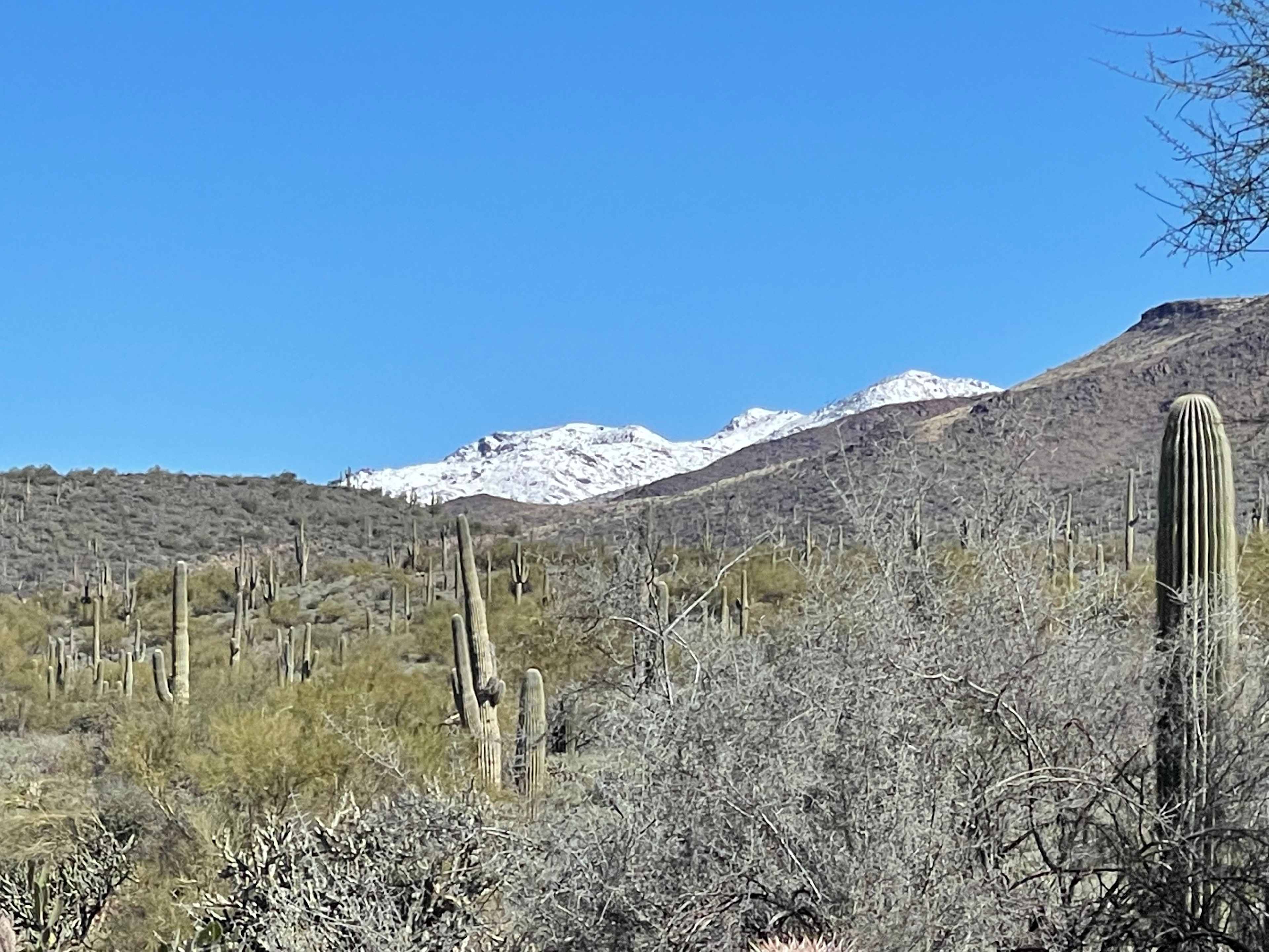 Saguaro Forrest @ Dragonfly Ranch