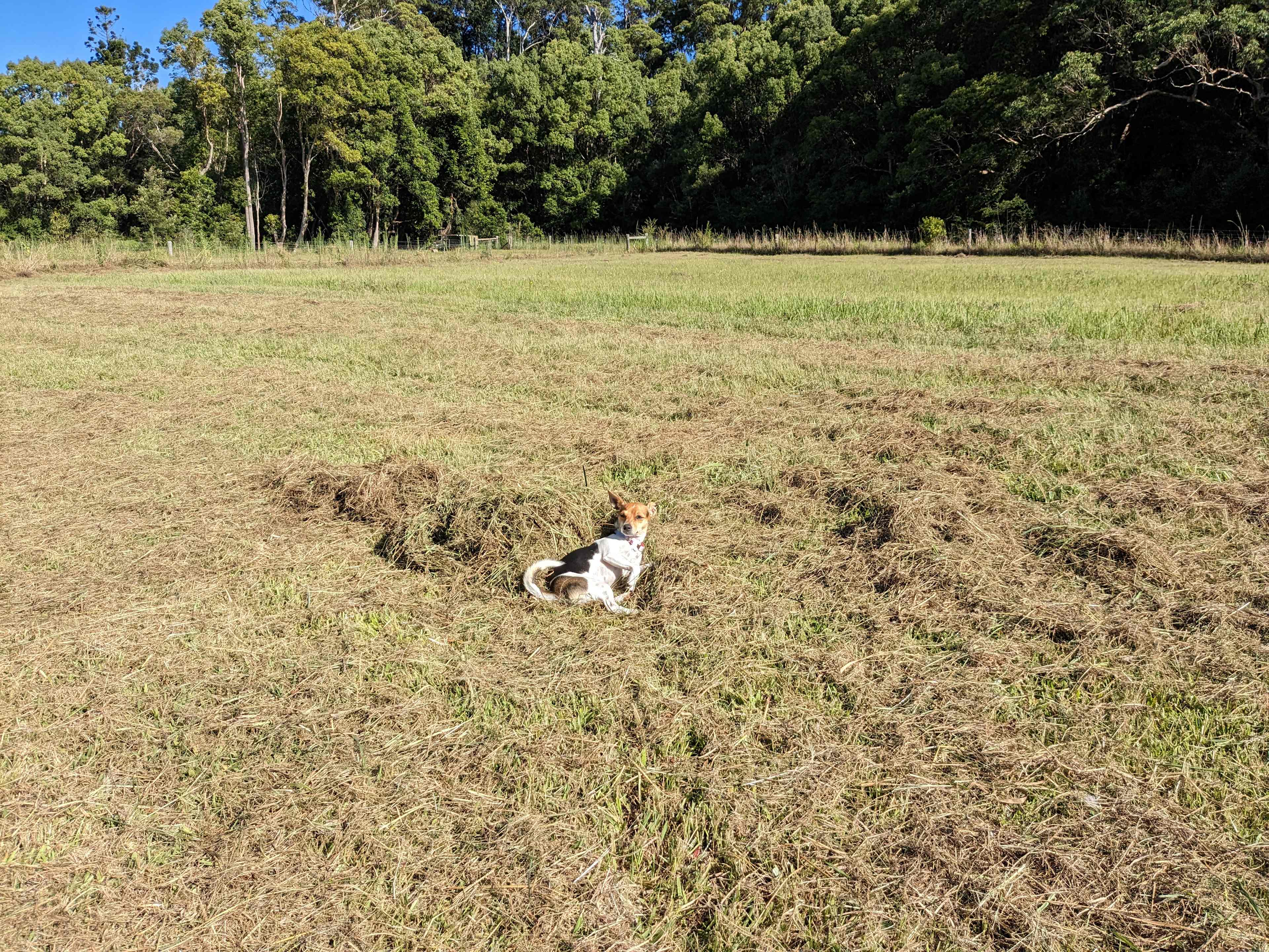 Out dog relaxing 