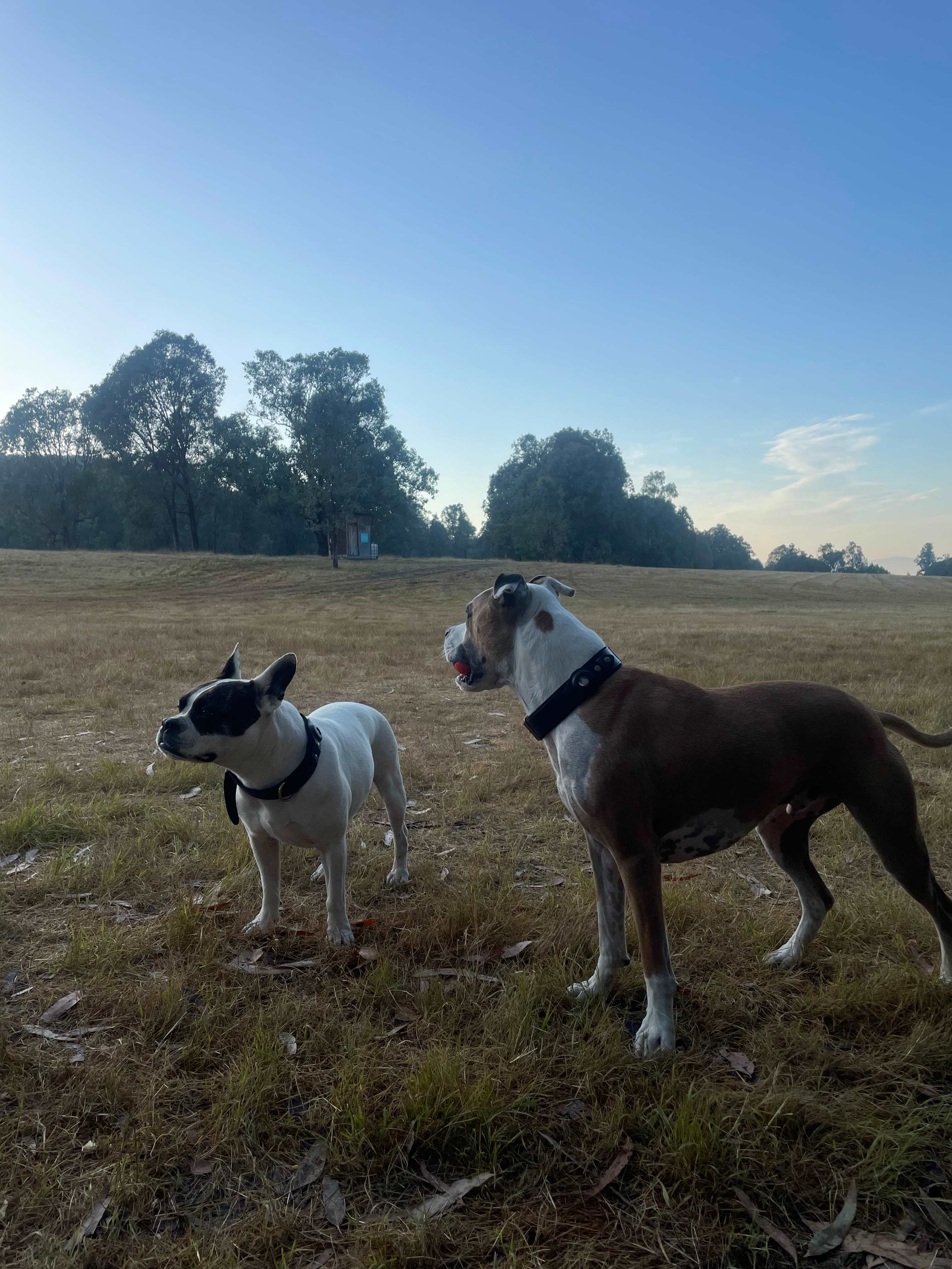Dogs of the Dawn 