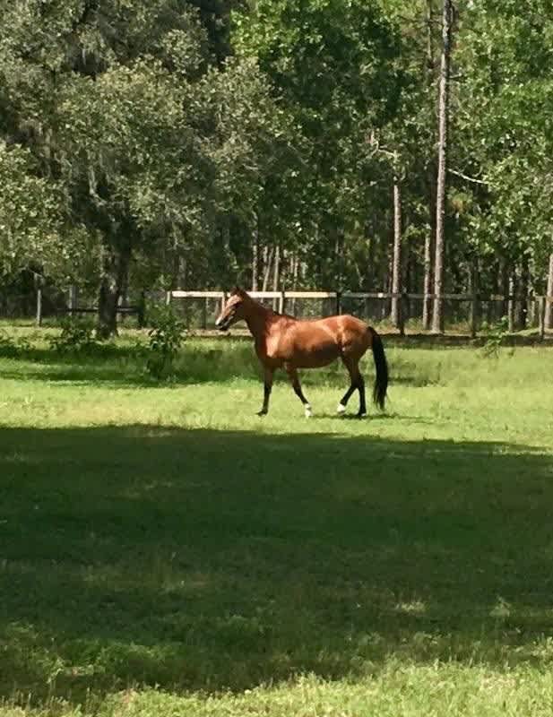 Whispered Wishes Ranch