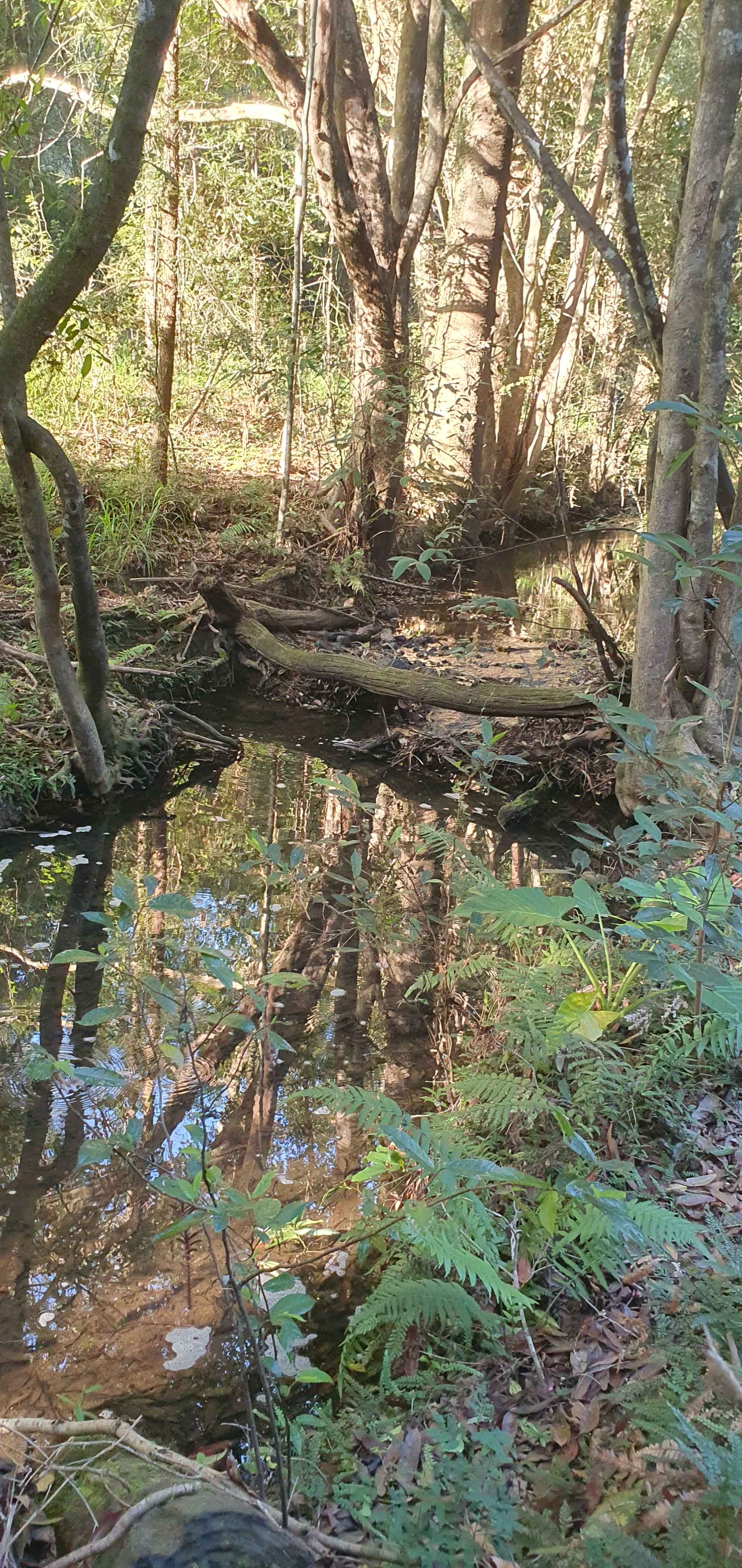 Bunya Grove