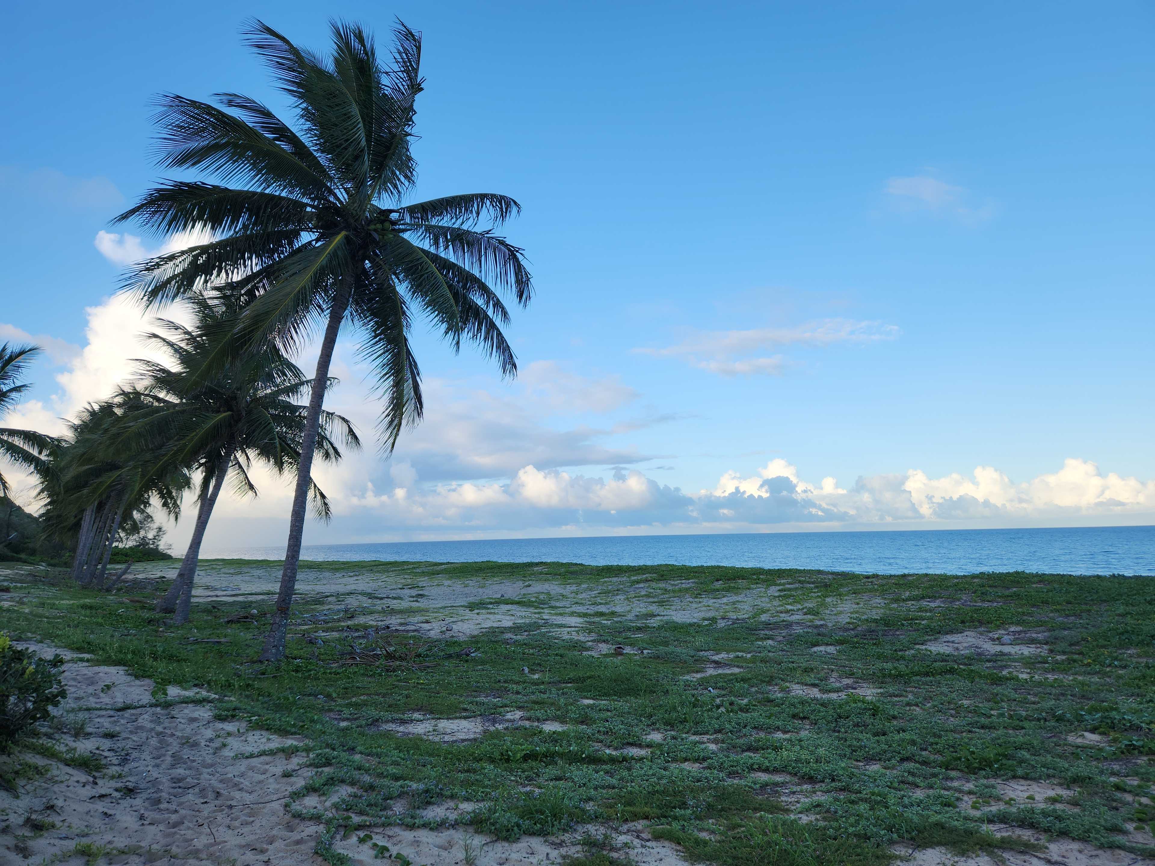 Coconut lined beach with vegetation rarely seen