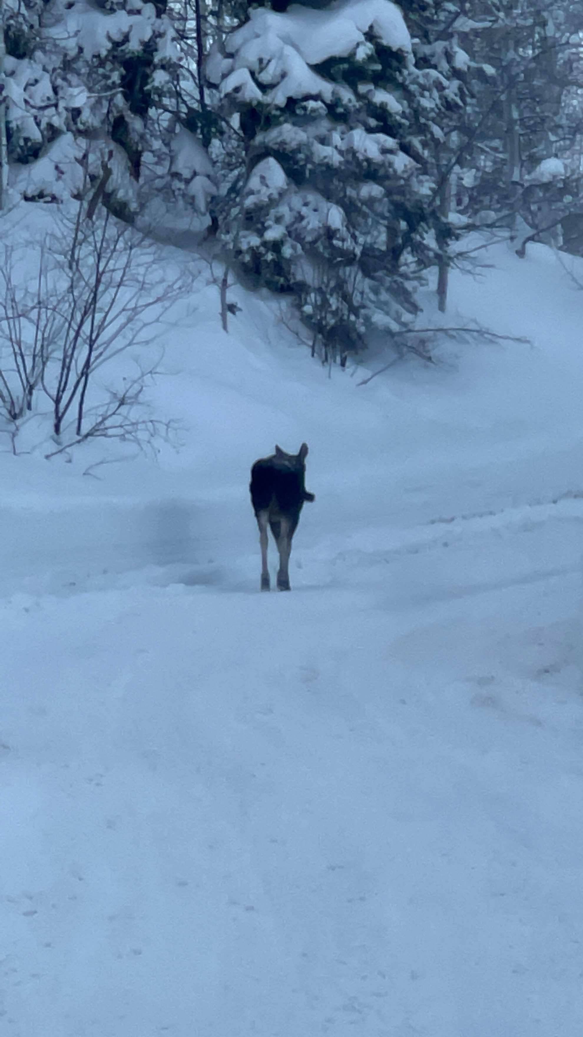 Little moose walking up the road to the Hipcamp.