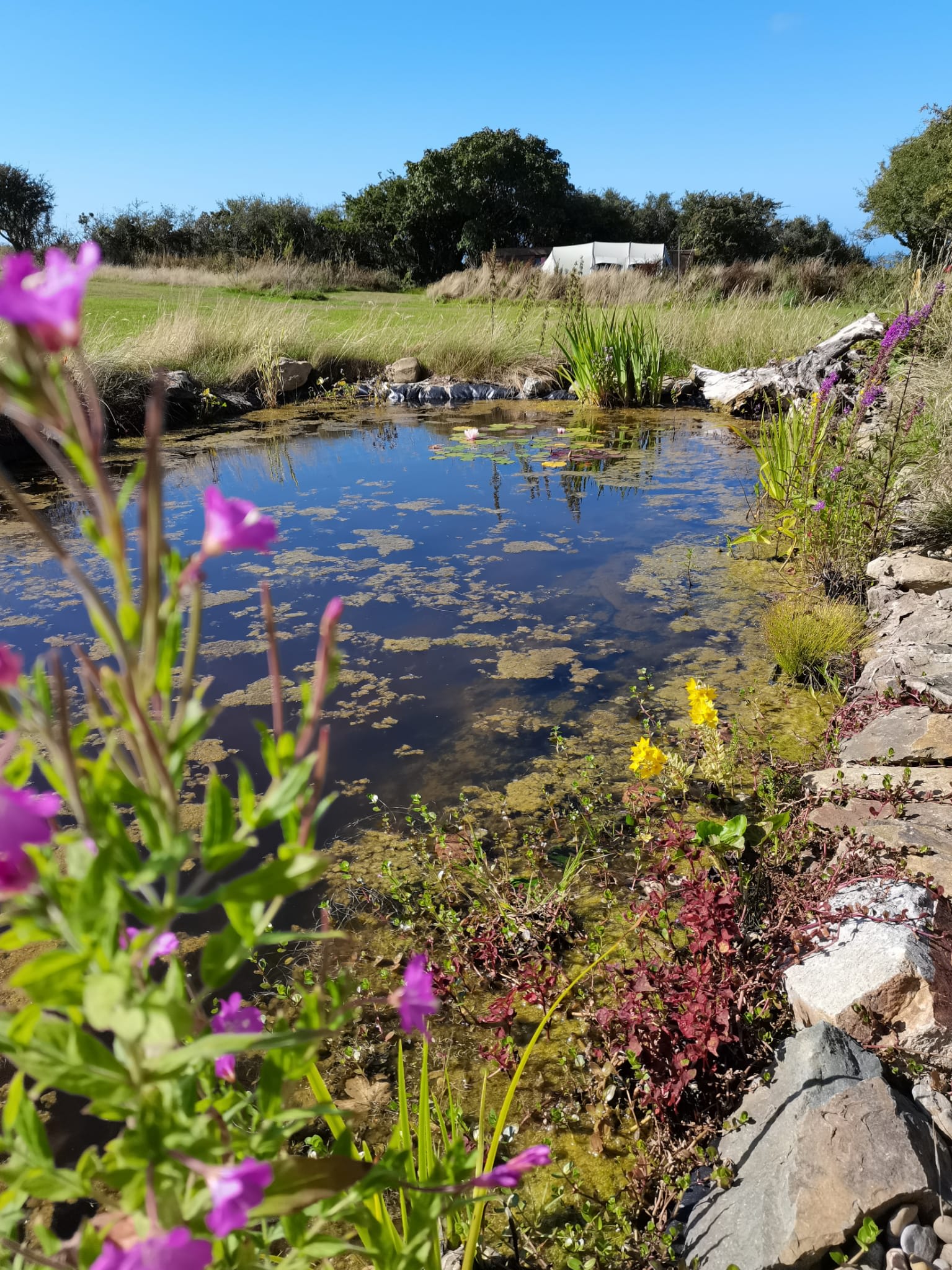 Picture of the site