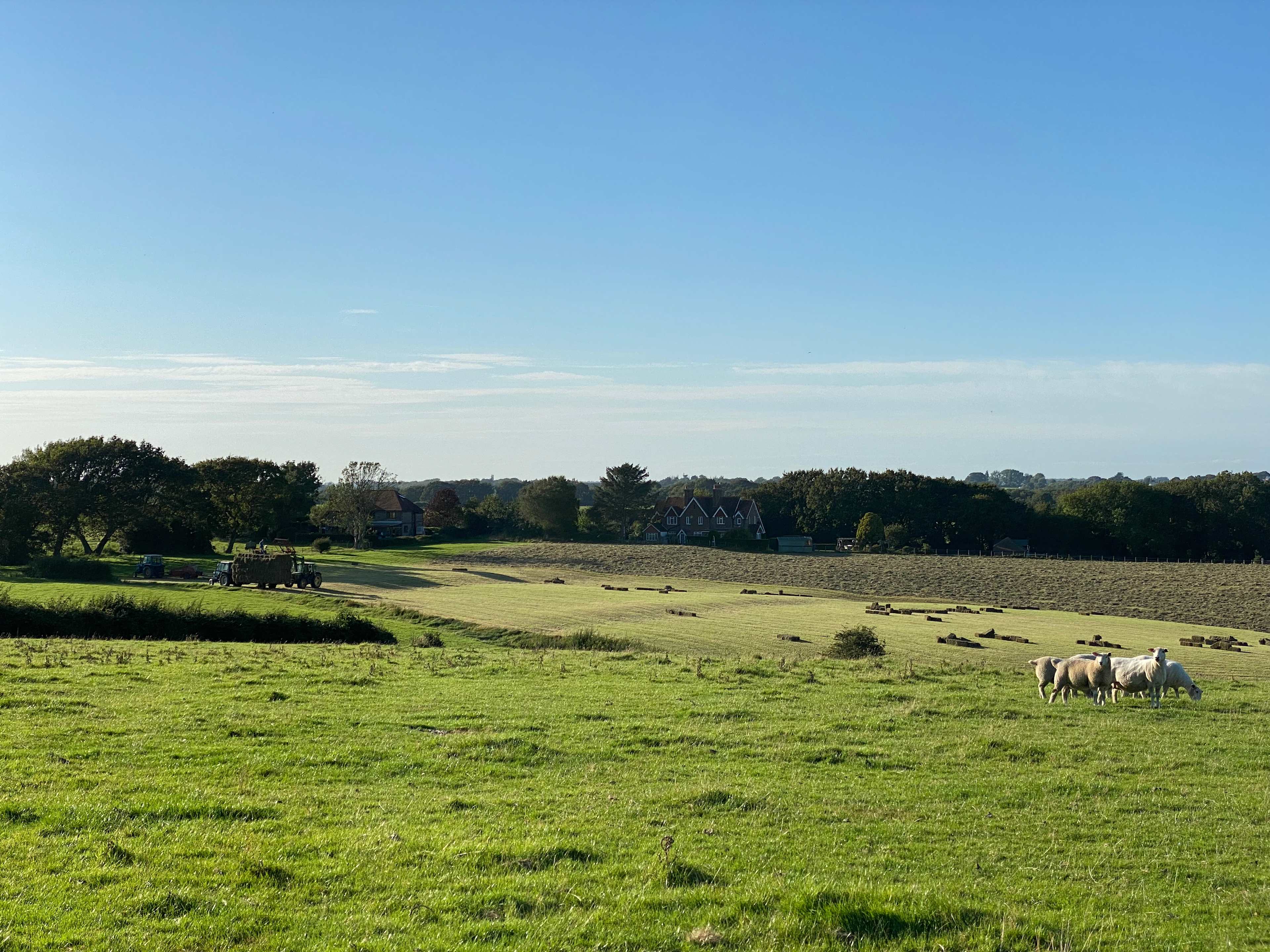 The Big Meadow