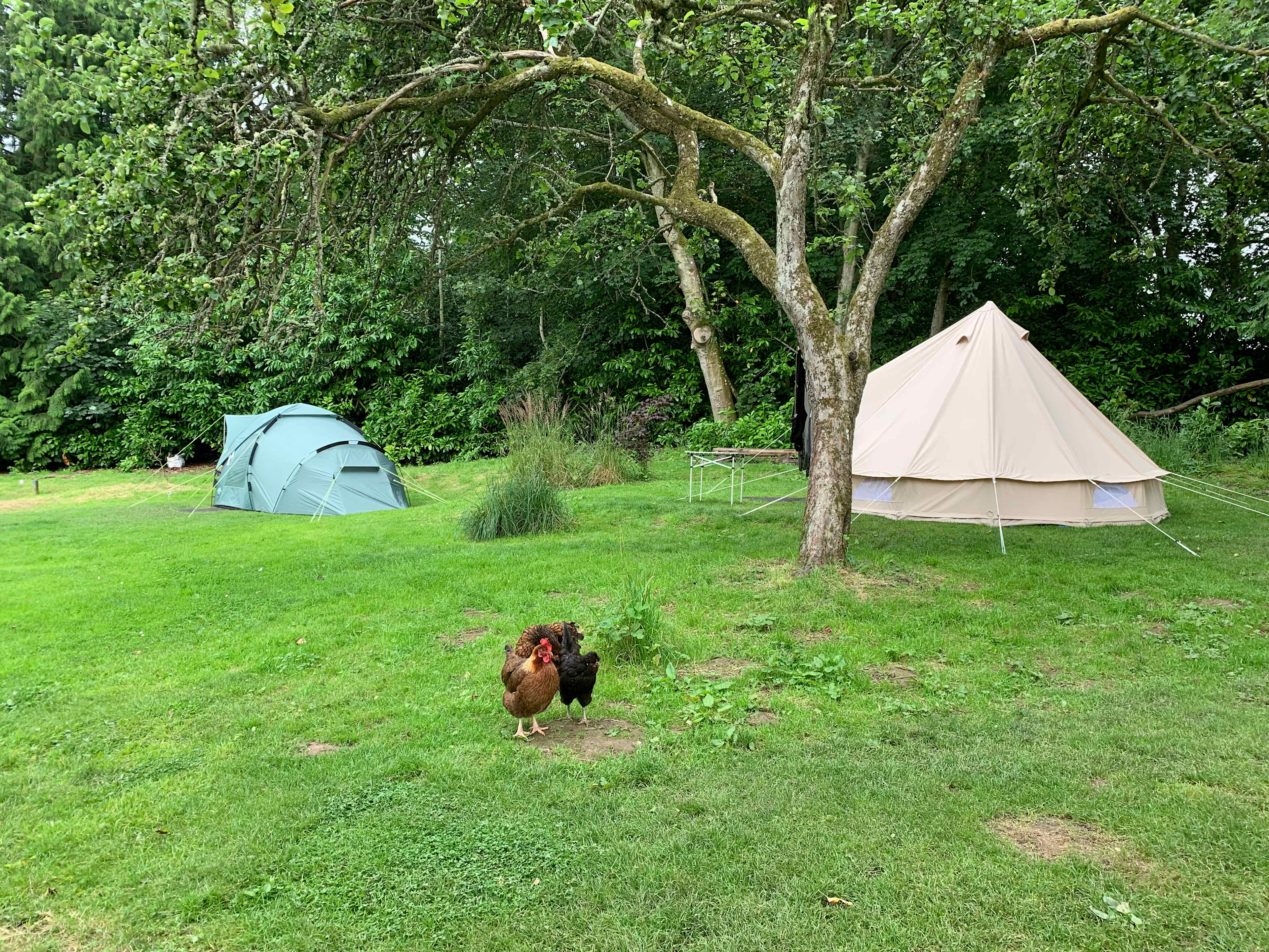 Ruberslaw Wild Woods Camping