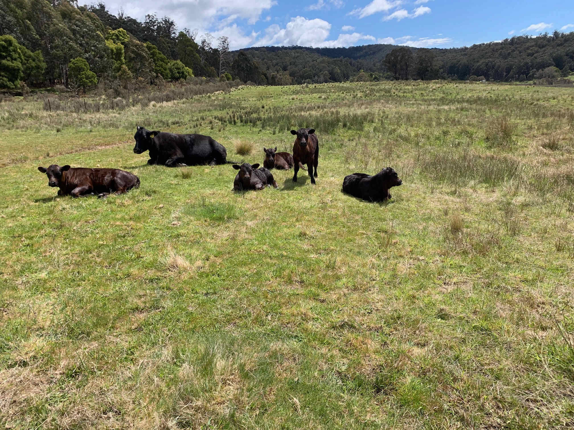 Stonevale Farm