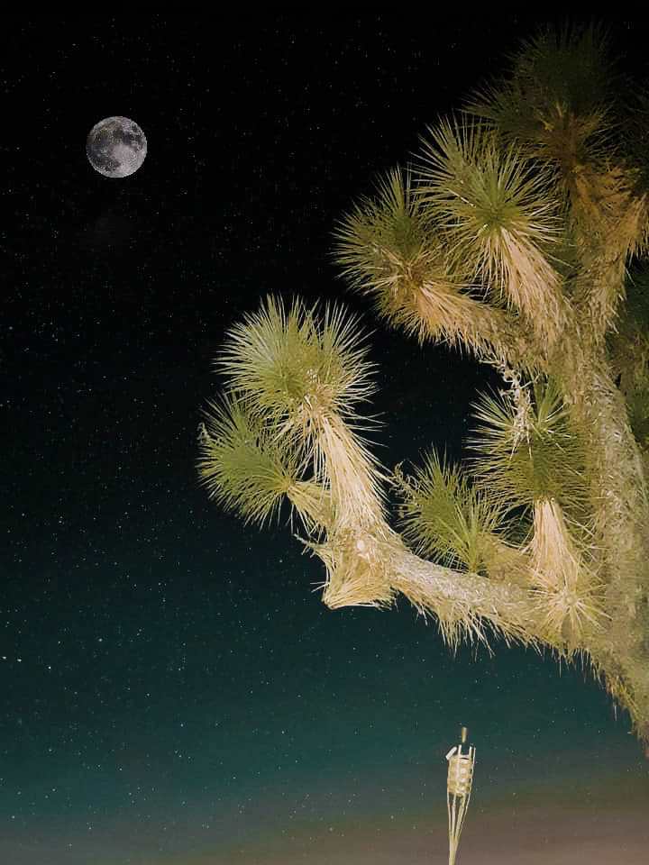 Magic in the Mohave
