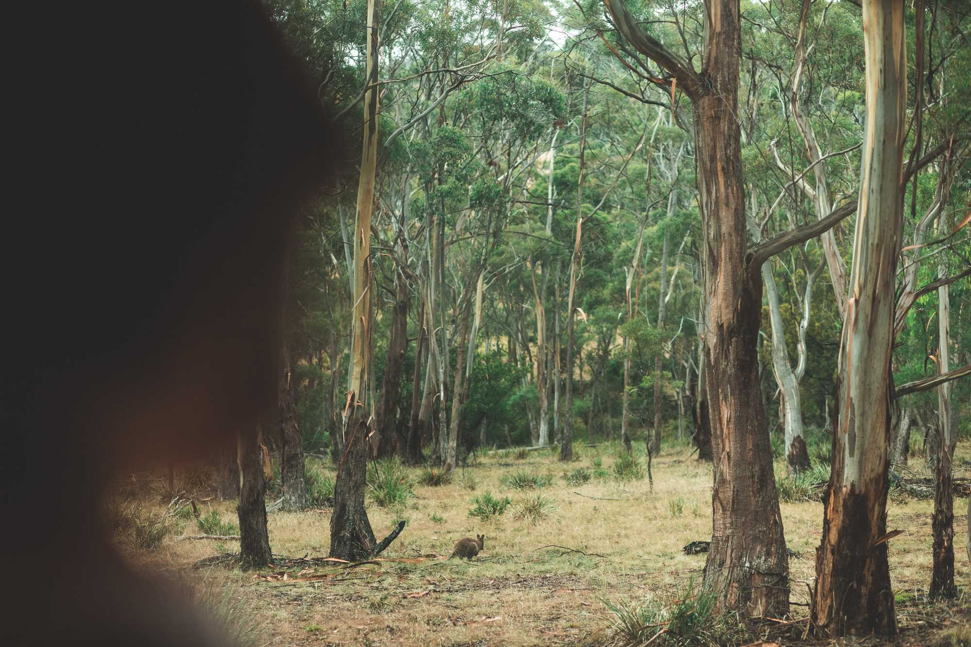 Quoll Hideaway - Bruny Island Bush & Beach camping
