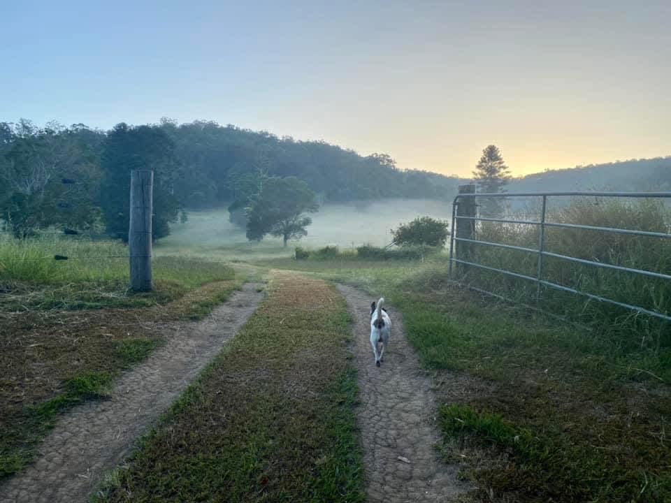 Morning mist