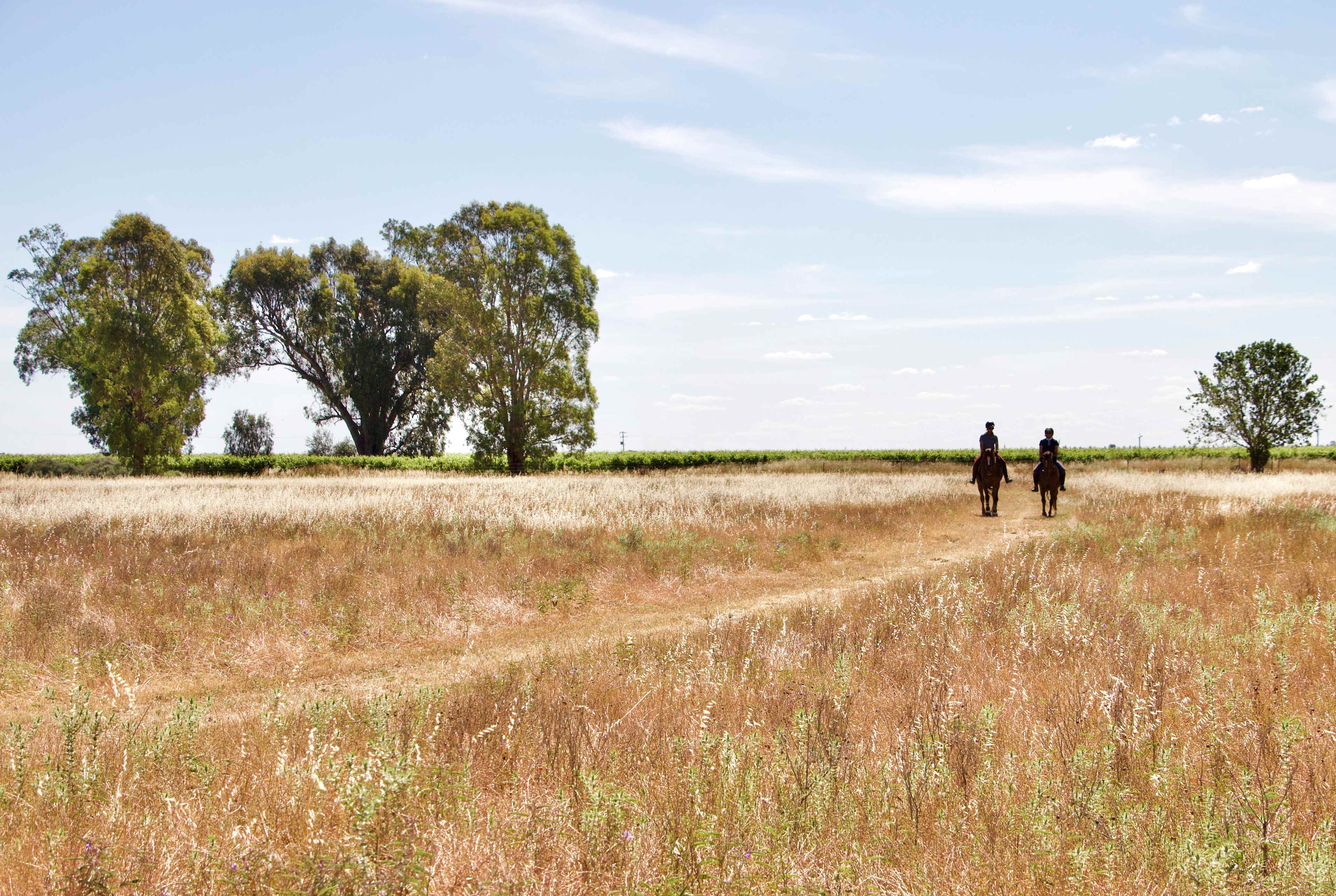 The back paddock