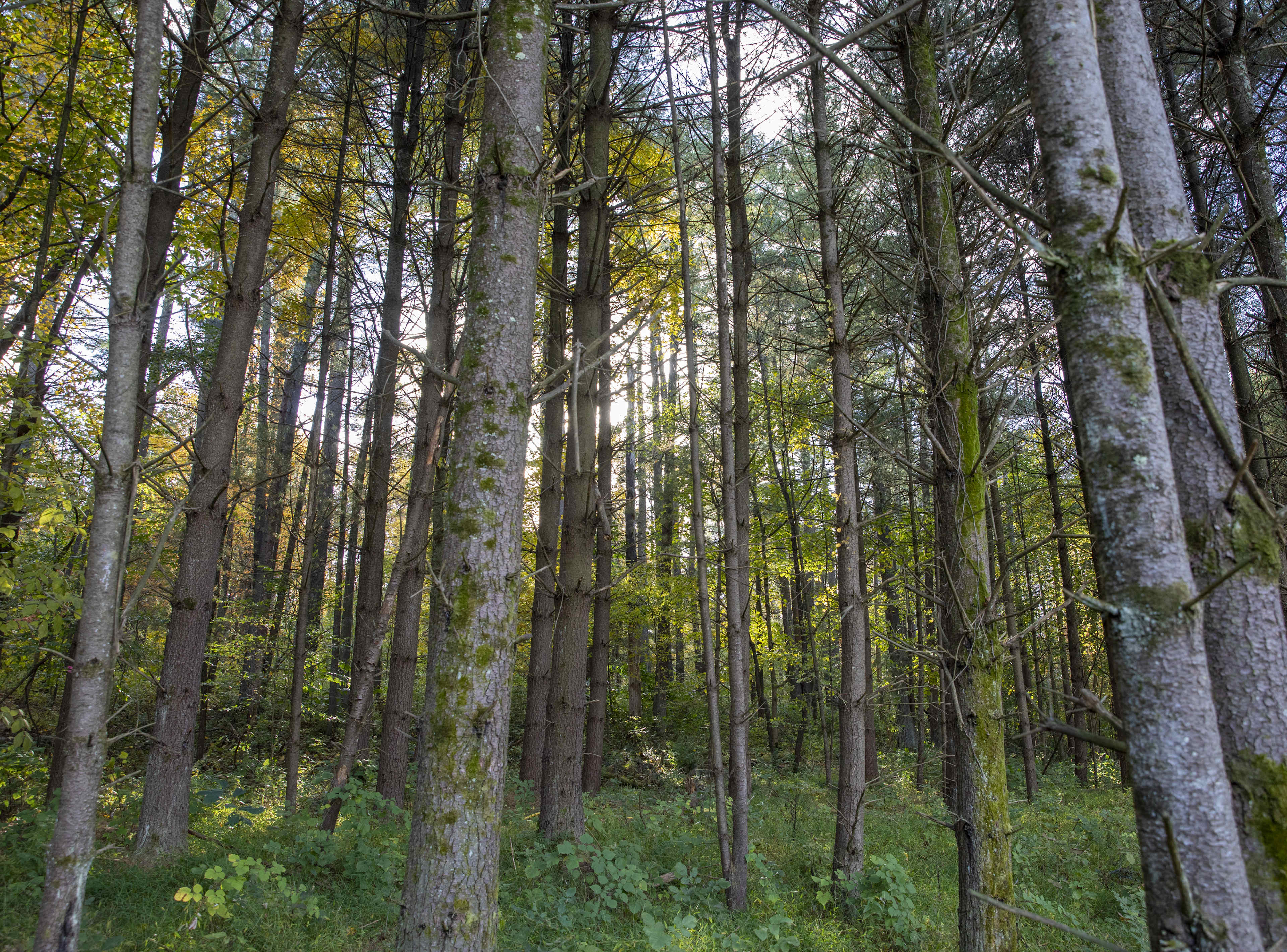 Quiet Pines