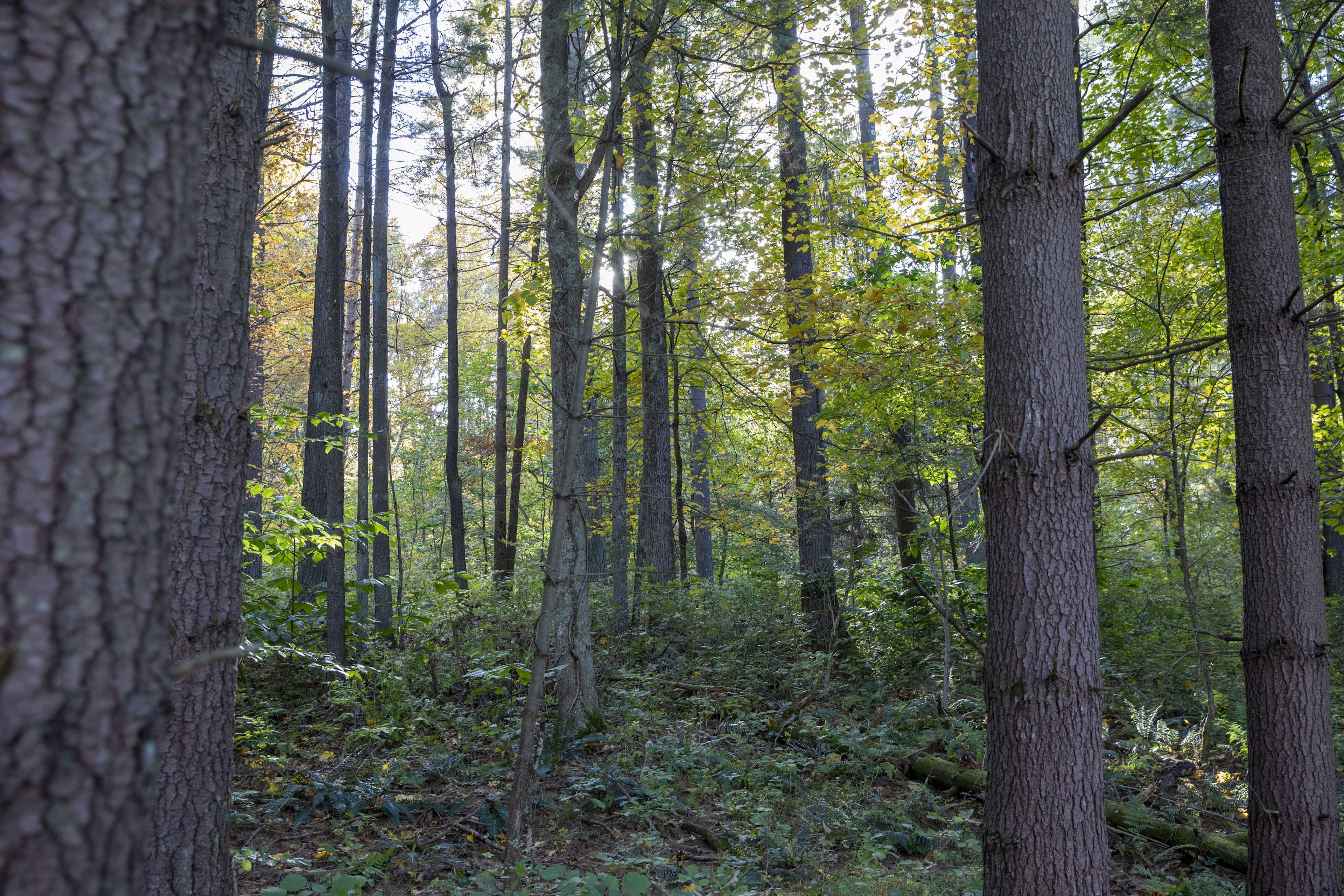 Dry Creek Pines