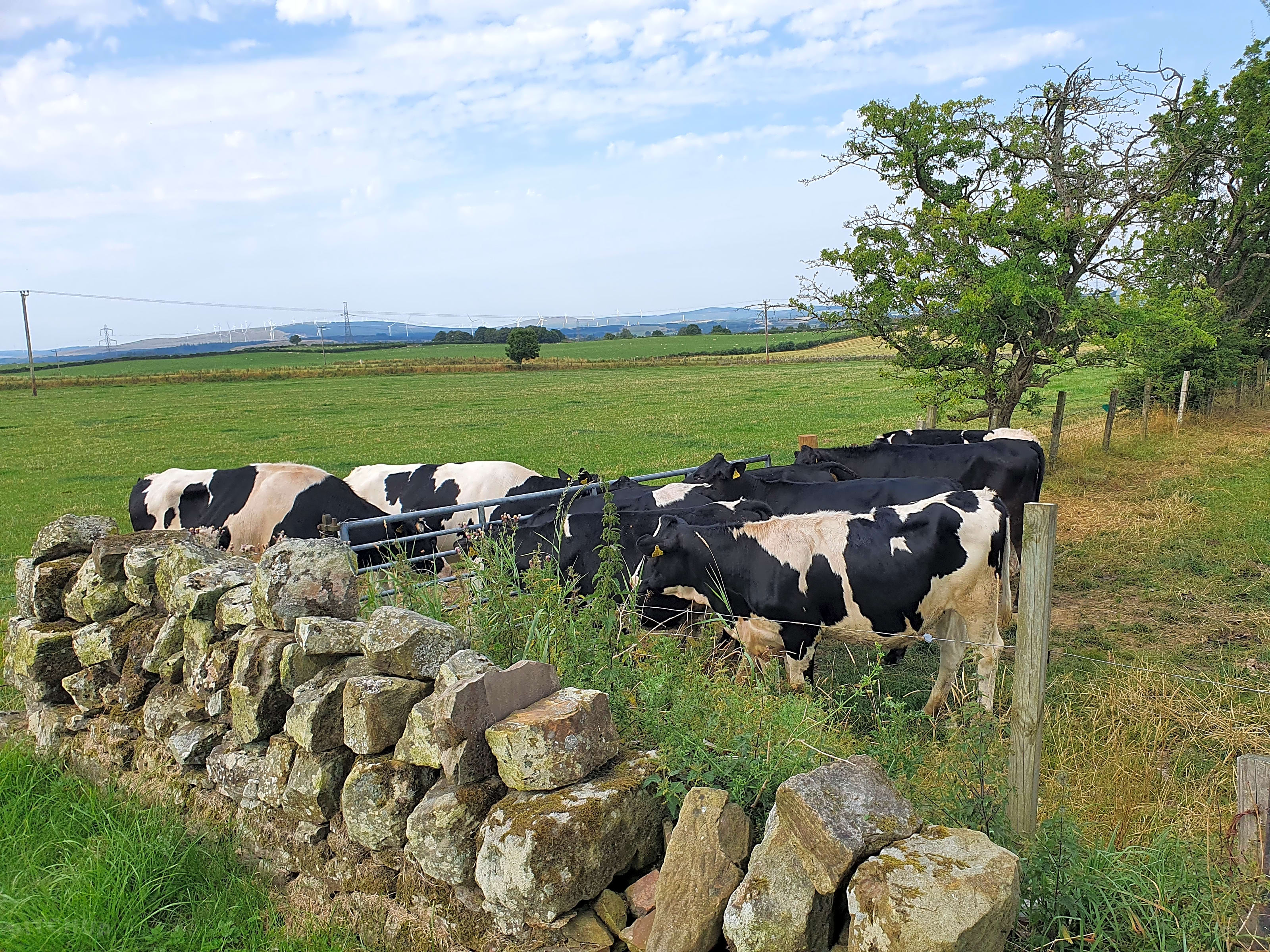 Collierhall Farm