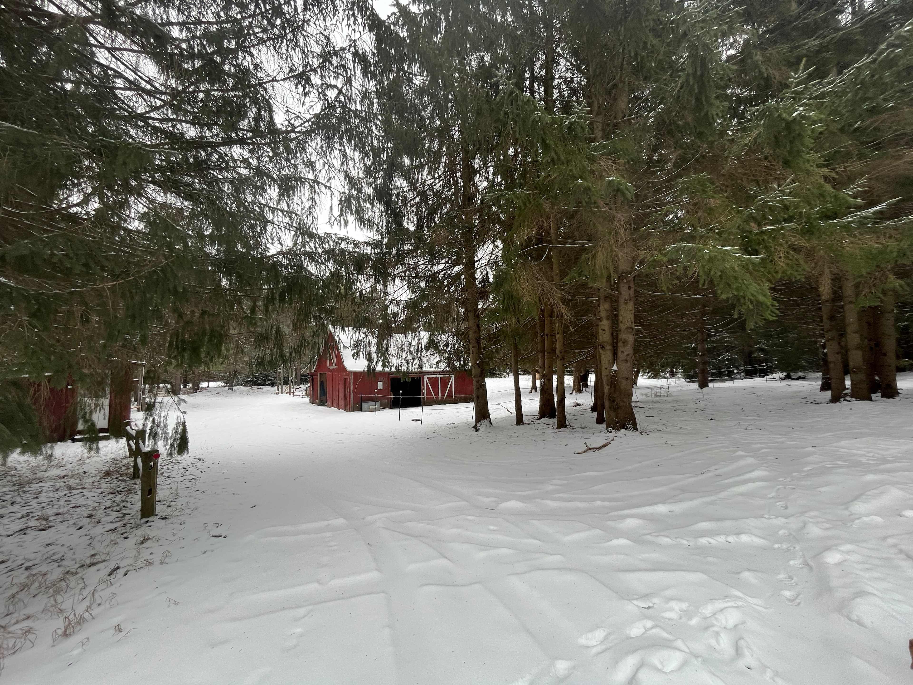 Potential site in the woods near the barn