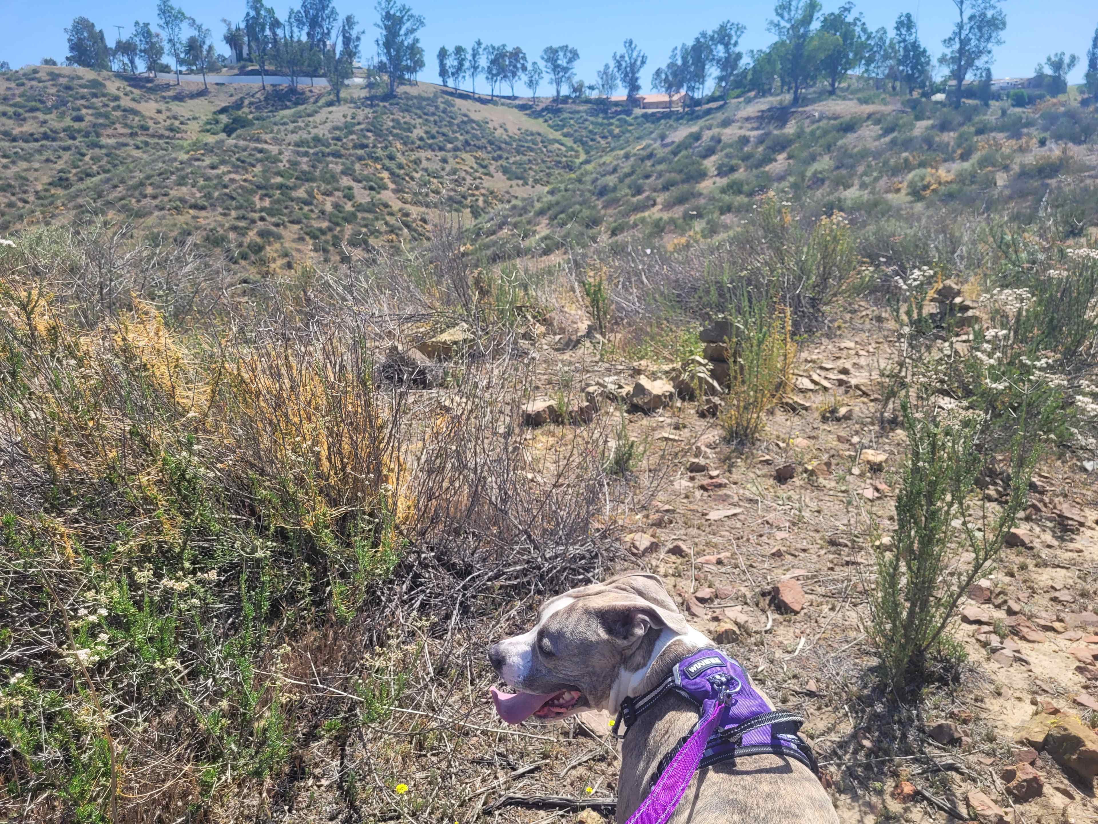 Nalas Lake Play