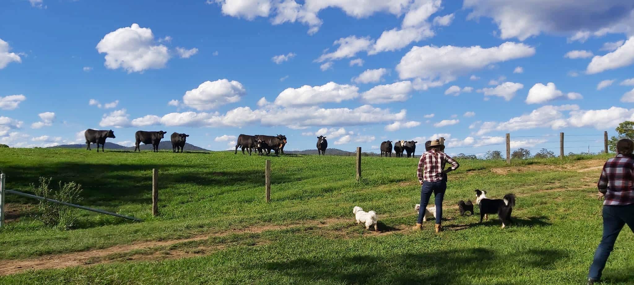 Checking out the cows near caravan/camper site
