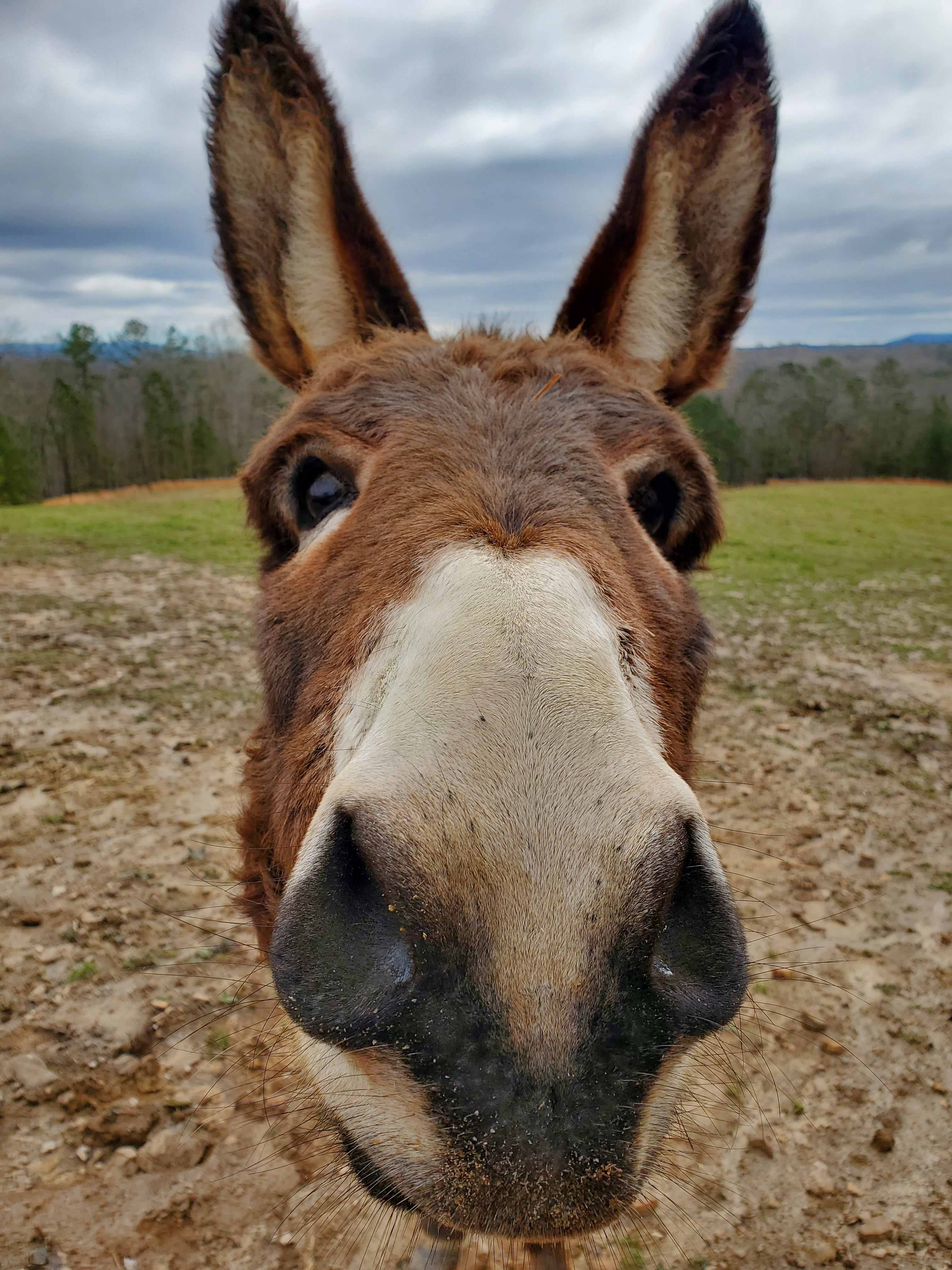 LunaWolfFarm