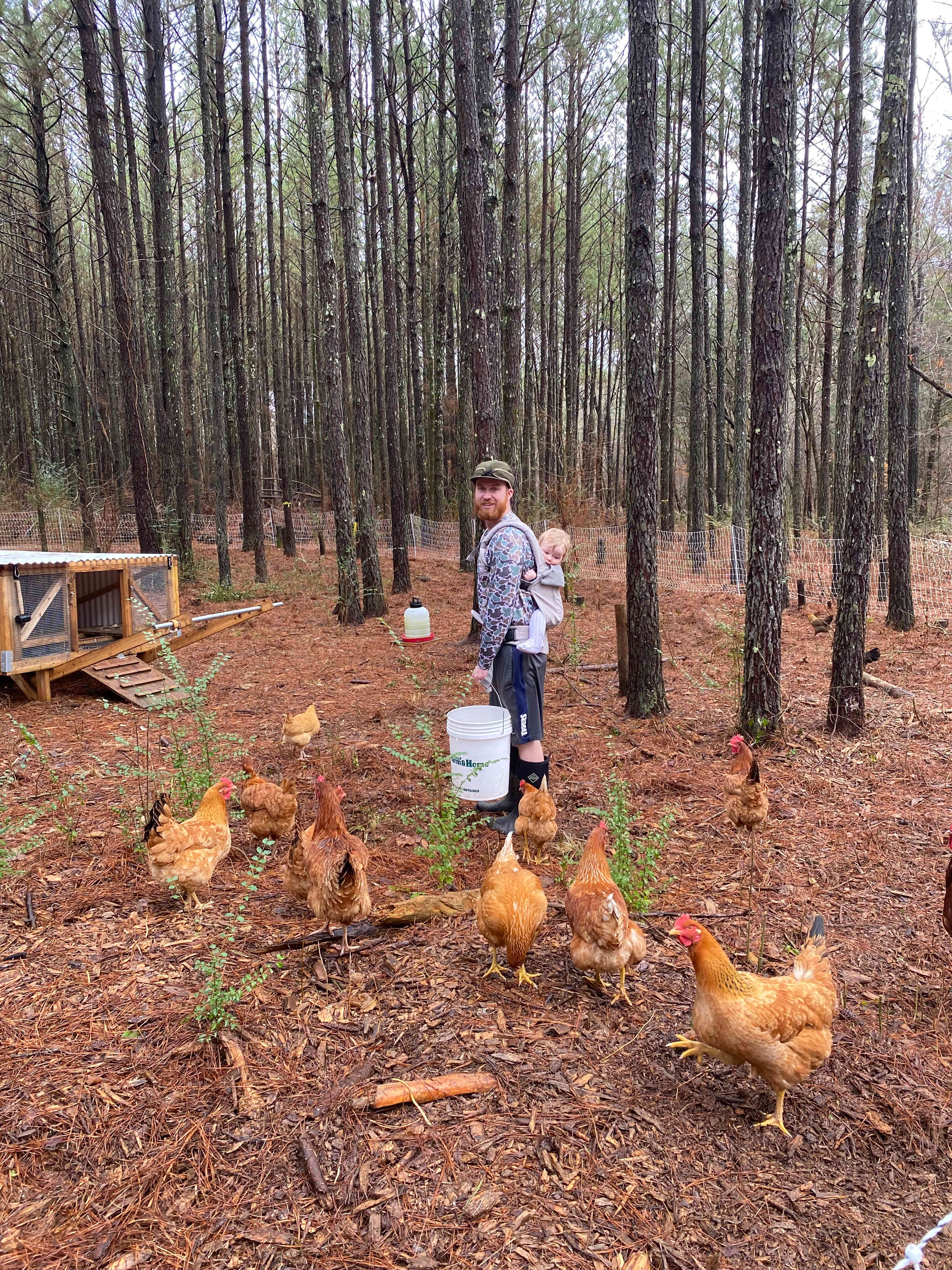 Feeding chickens!
