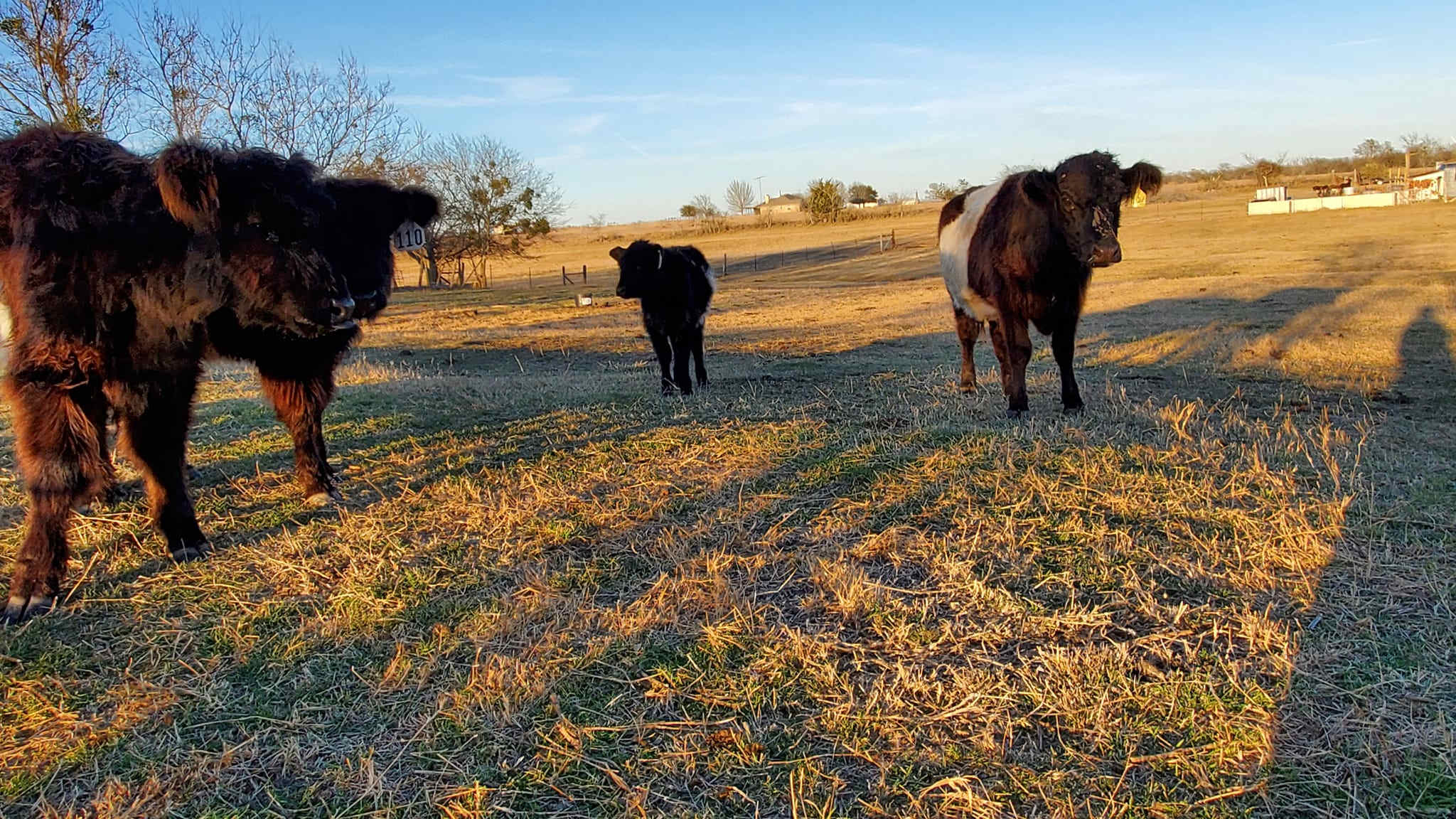 Sweet Cajun Ranch