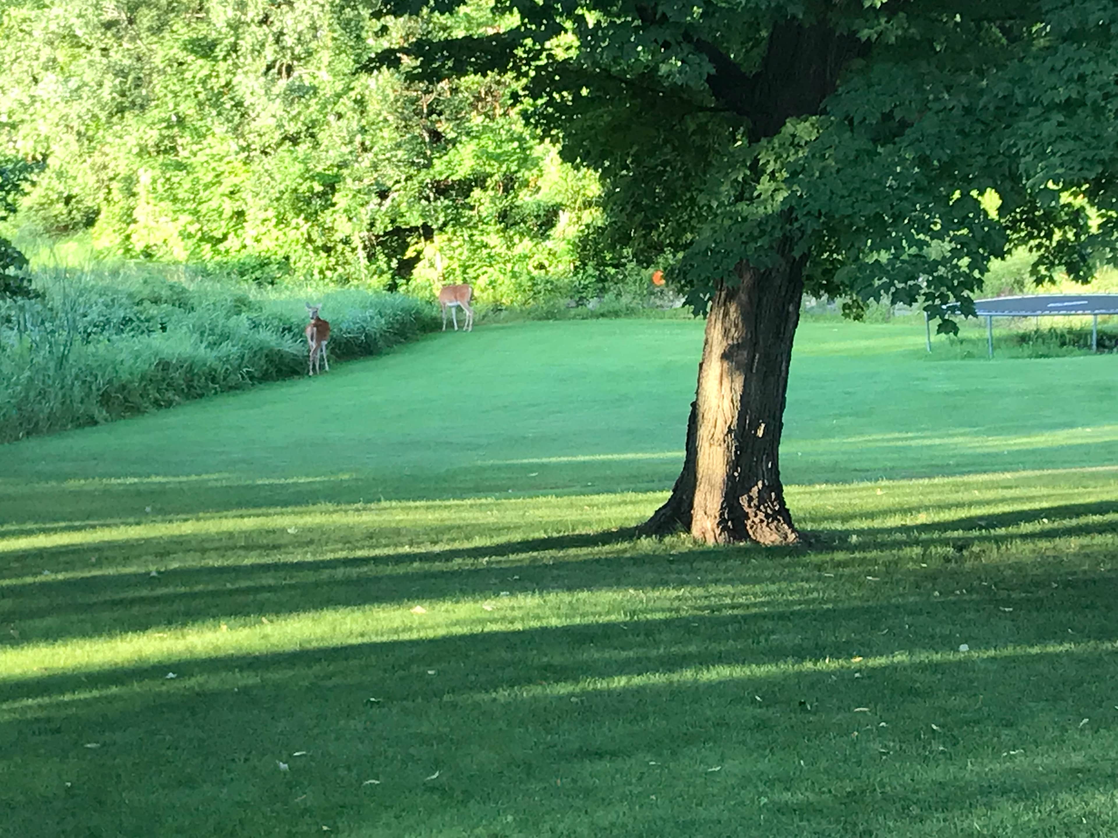 Kobi’s Backyard Getaway