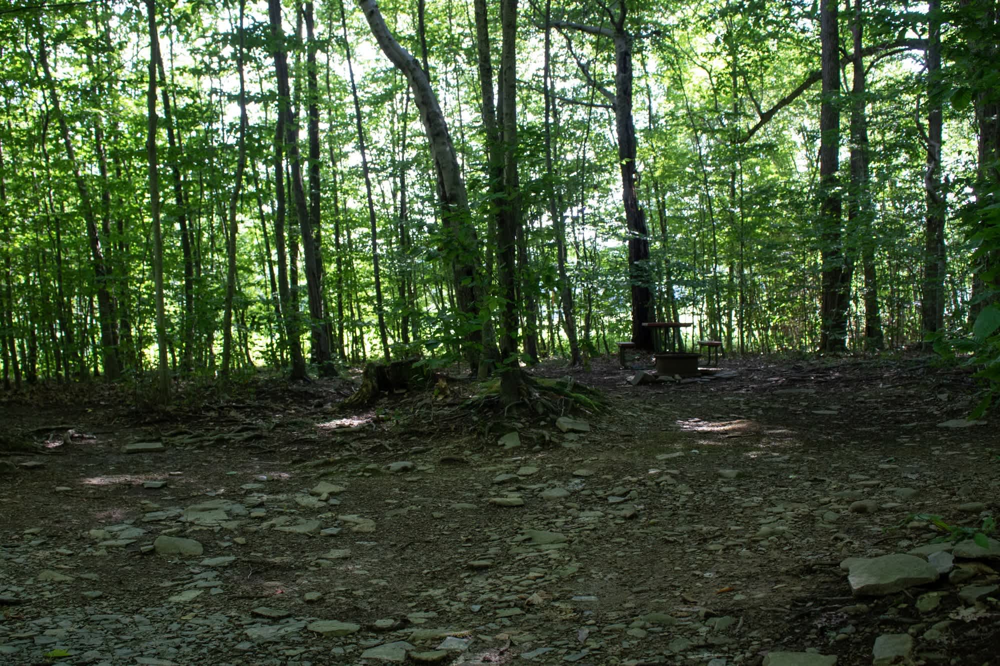 Picture of the site