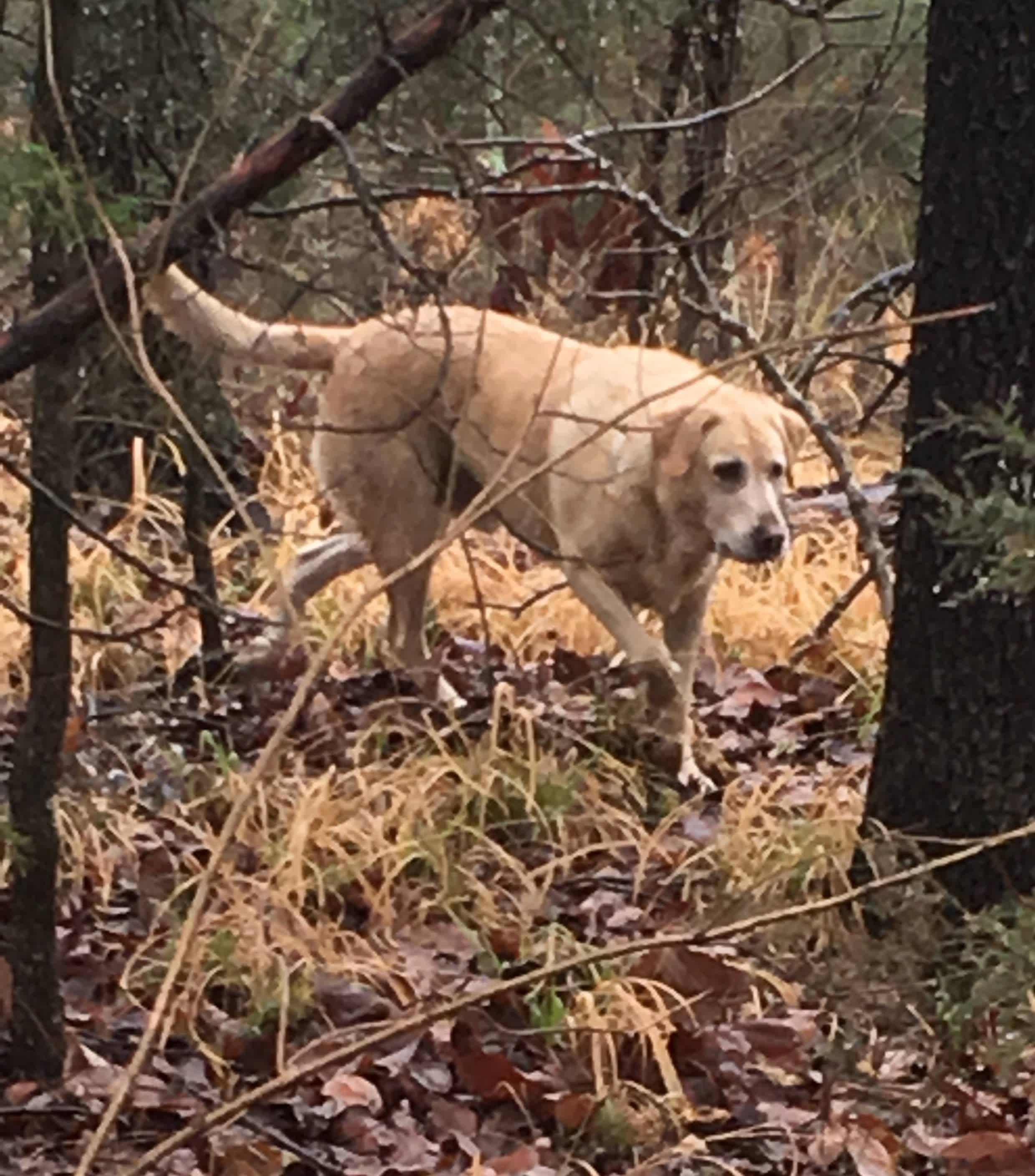 Monty, our Lab, stalking some predators