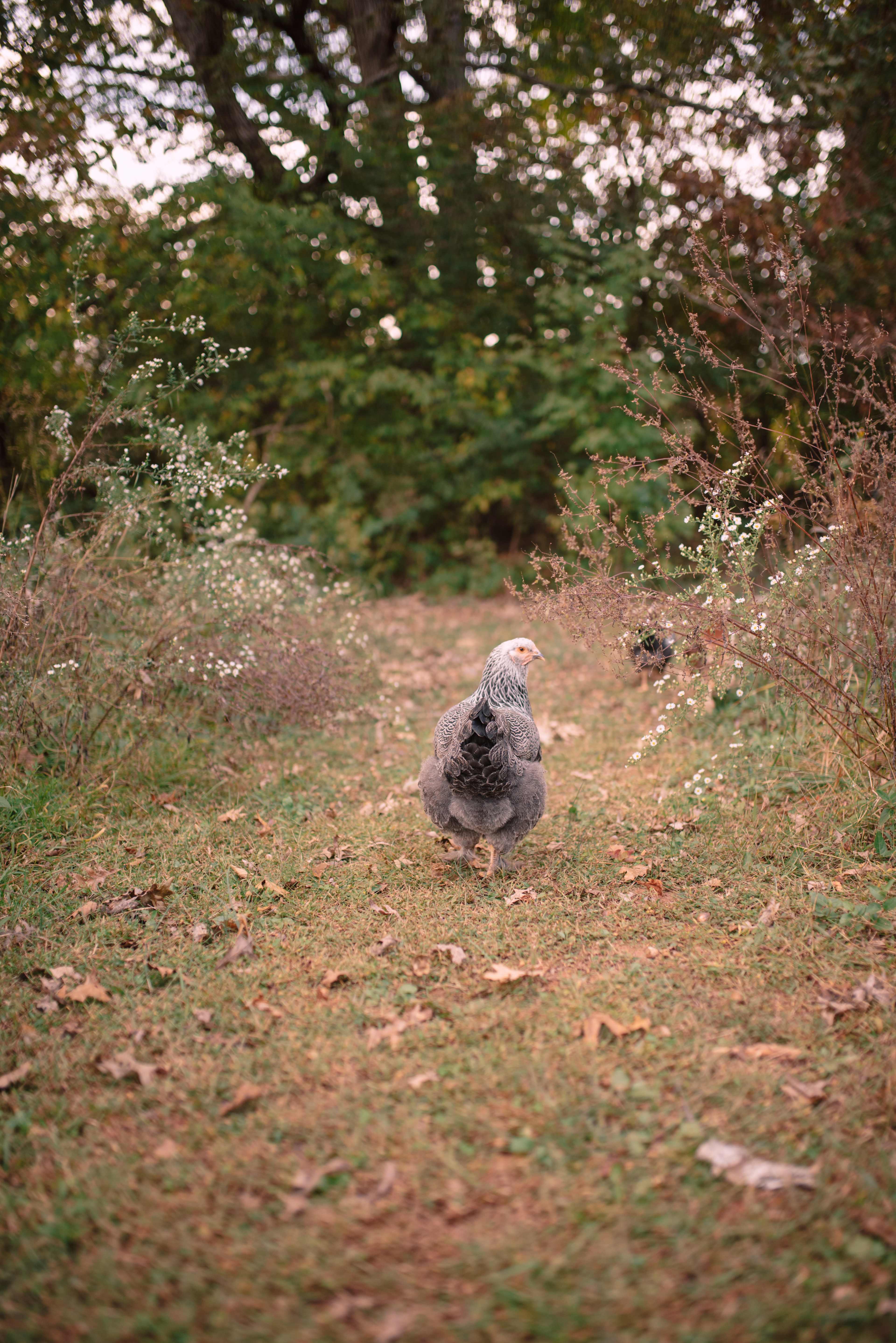 Free range chickens 