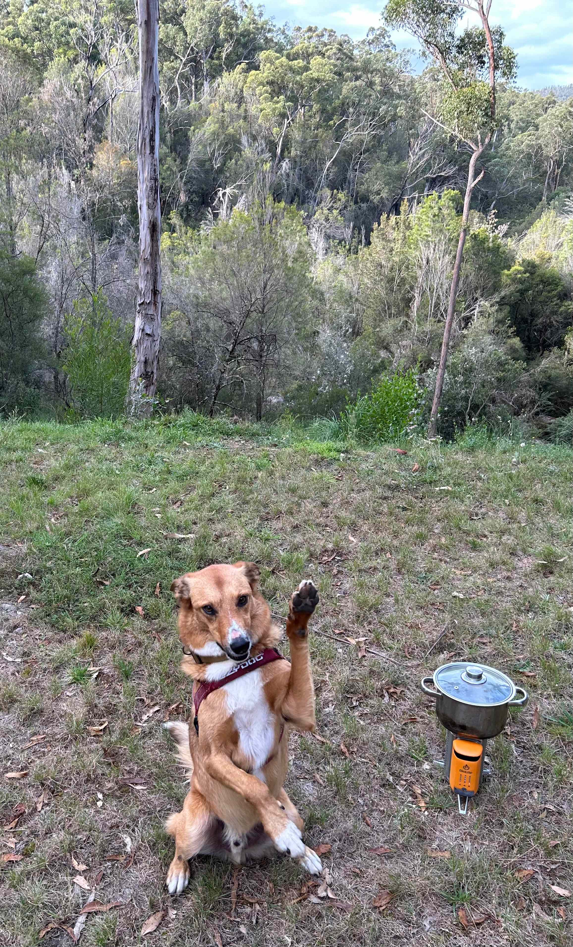 Thurra Bush Camping 