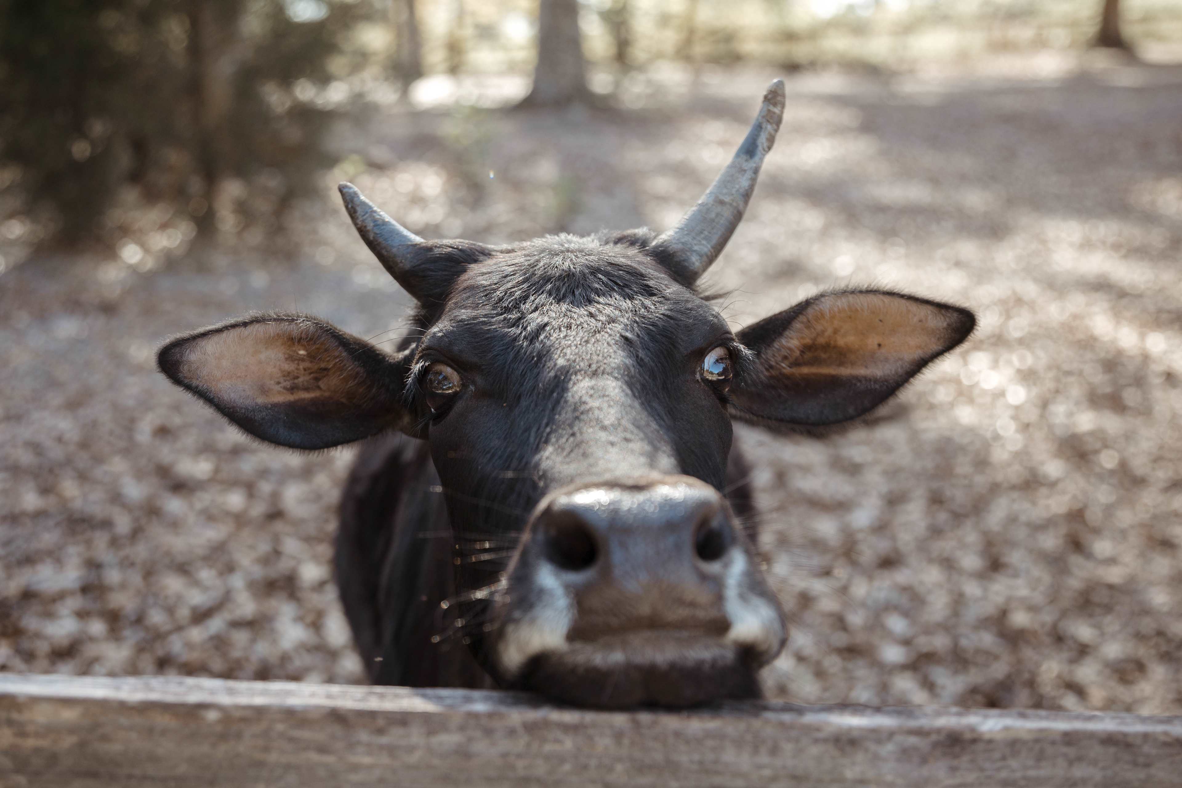 Hi, cutie!