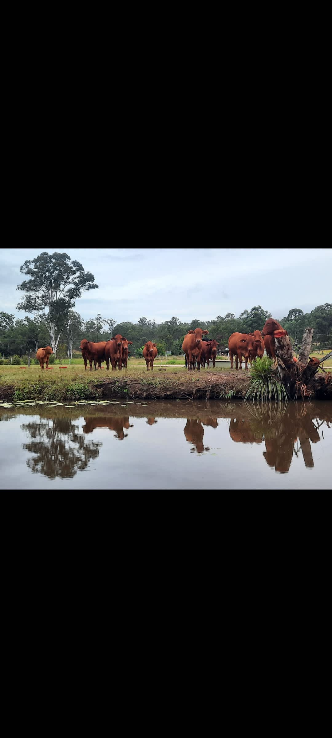 Say hello to the cows