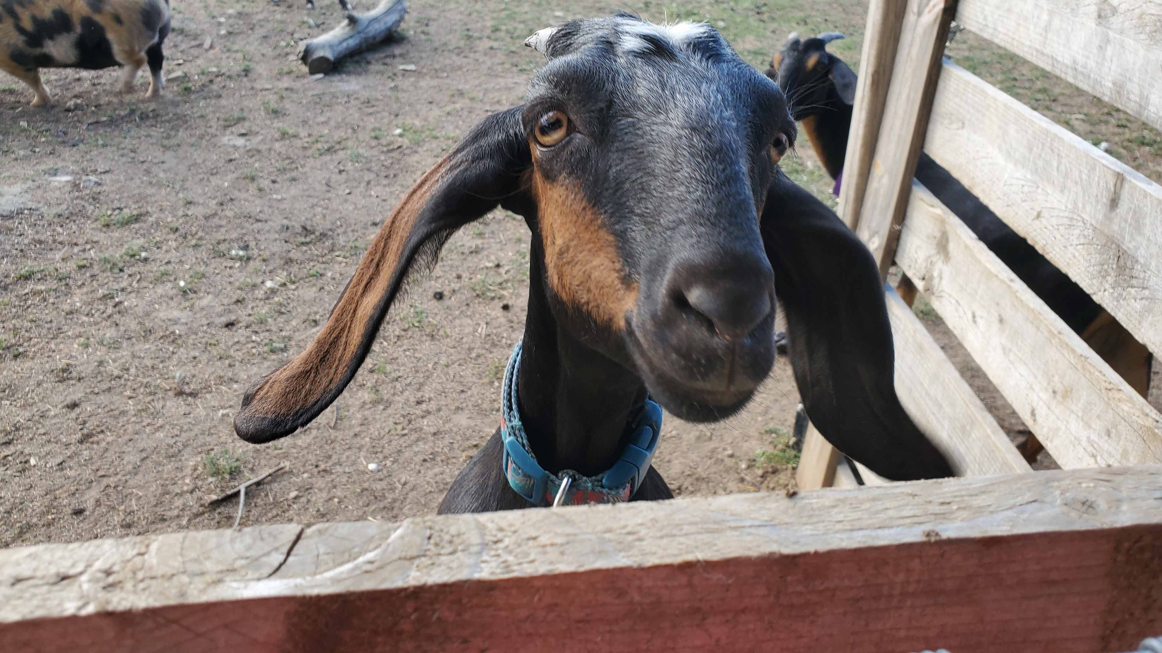 Grindstone Creek Farm in Burlington