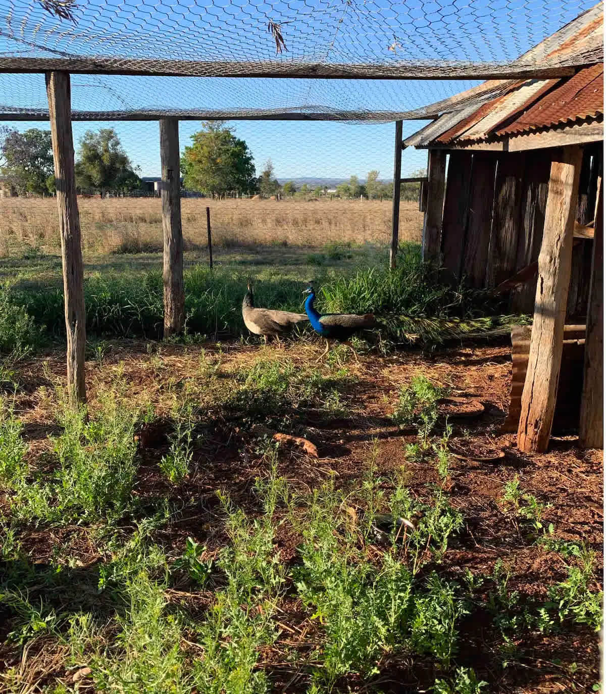 Bottle Tree Farm Studio and Camping