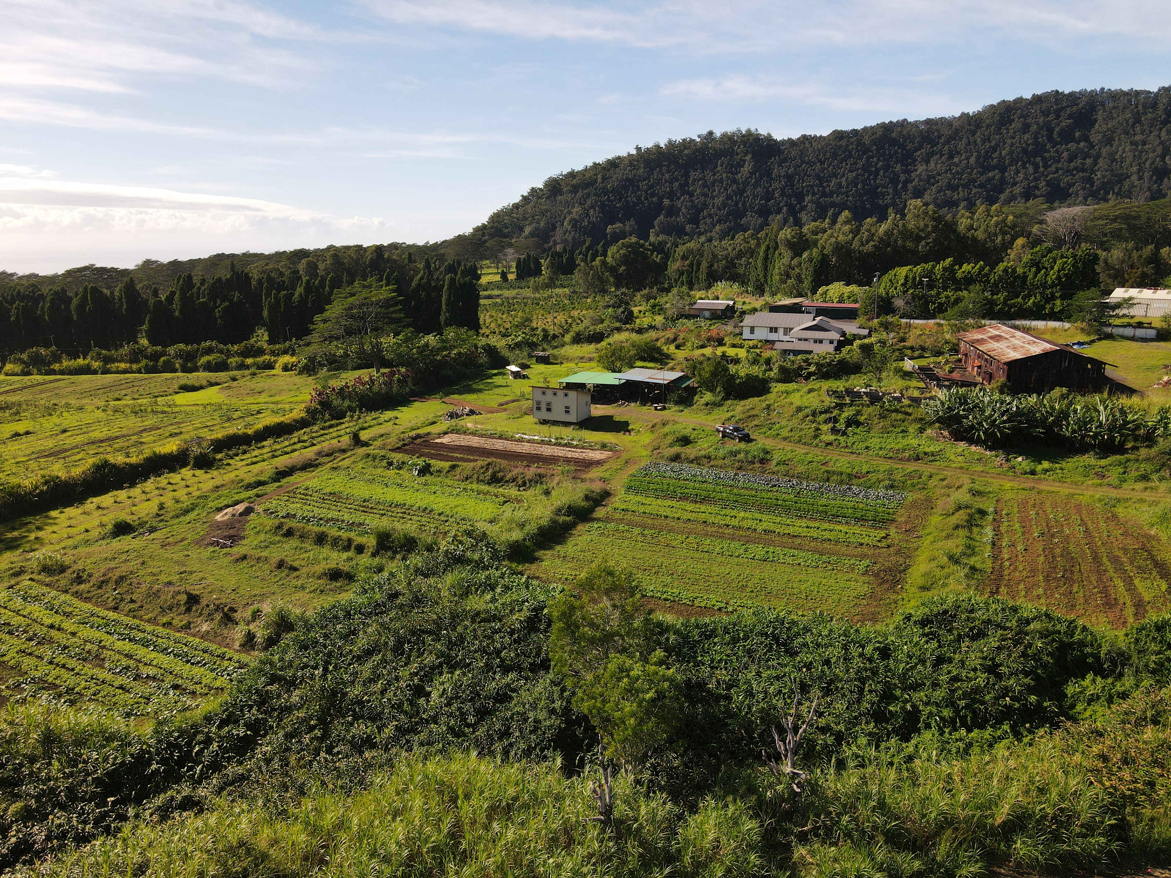 Farm life at Ancient Valley Growers