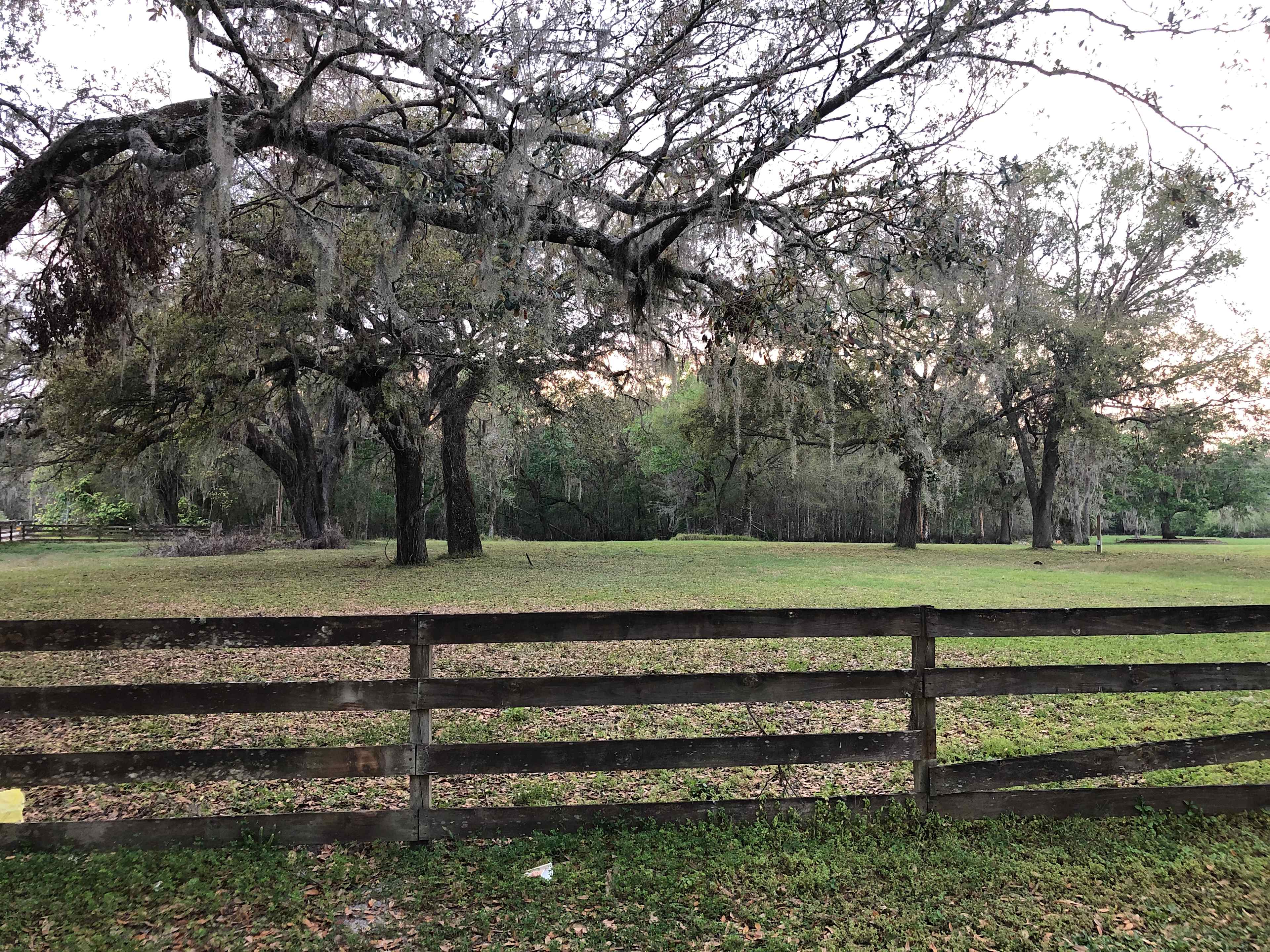 Welcoming oaks