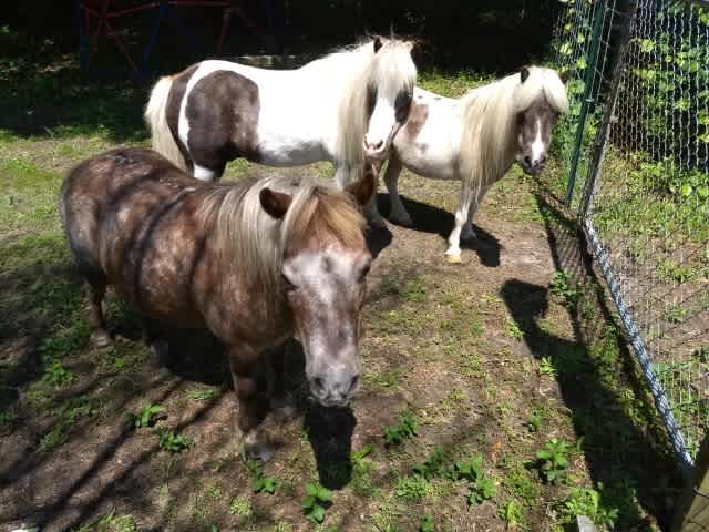 a sampling of our homestead critters