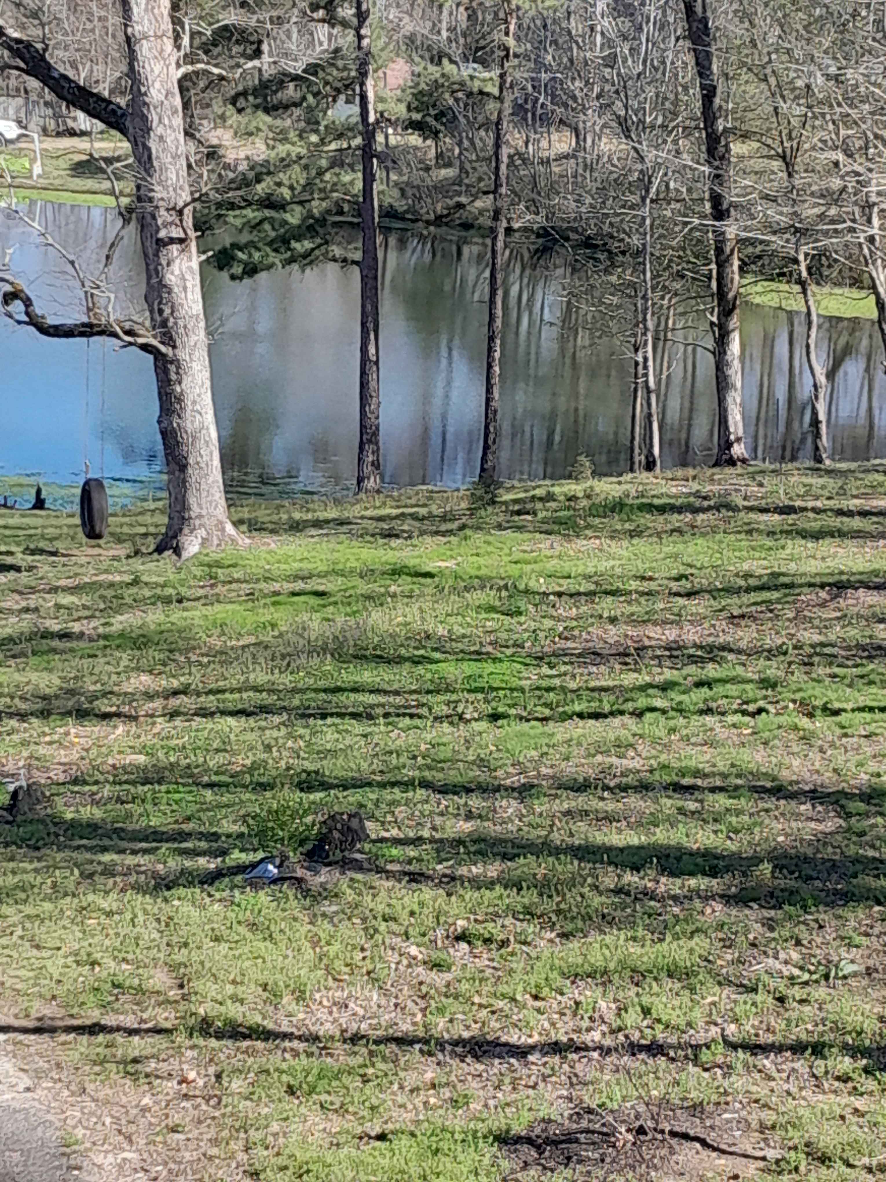 Upper Spring fed pond